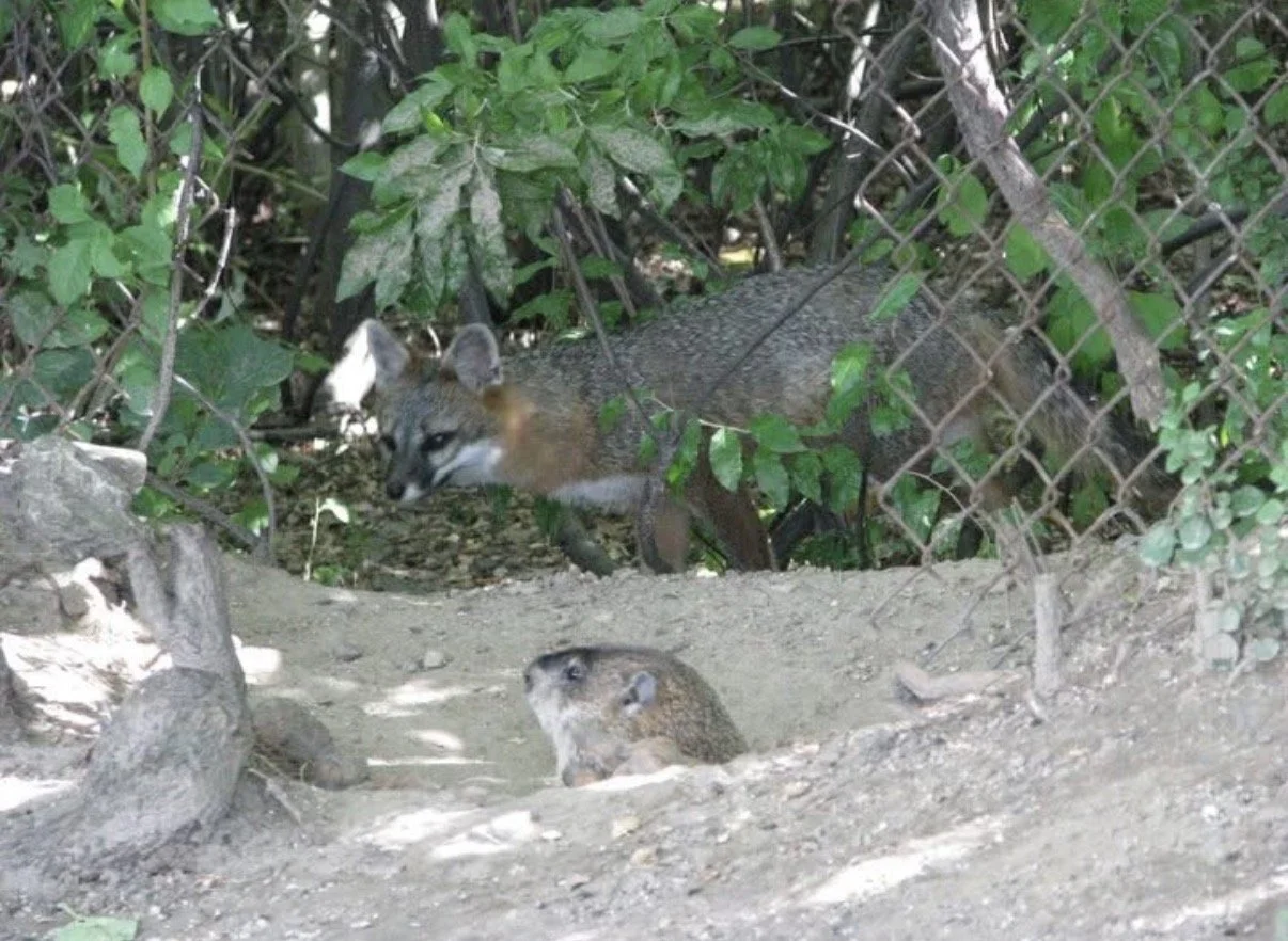 Gray fox beside a chain-link fence with a groundhog in the foreground.