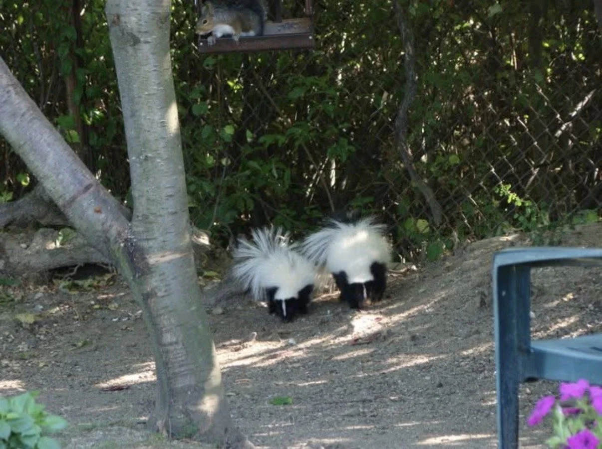 Two skunks with raised white tails near trees and a fence.