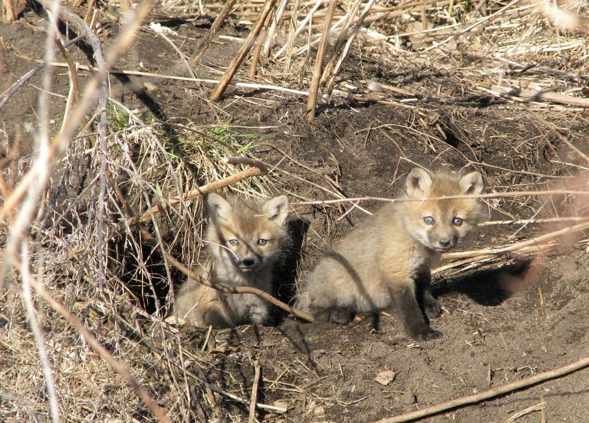 Two young foxes resting at the entrance to a dirt den.