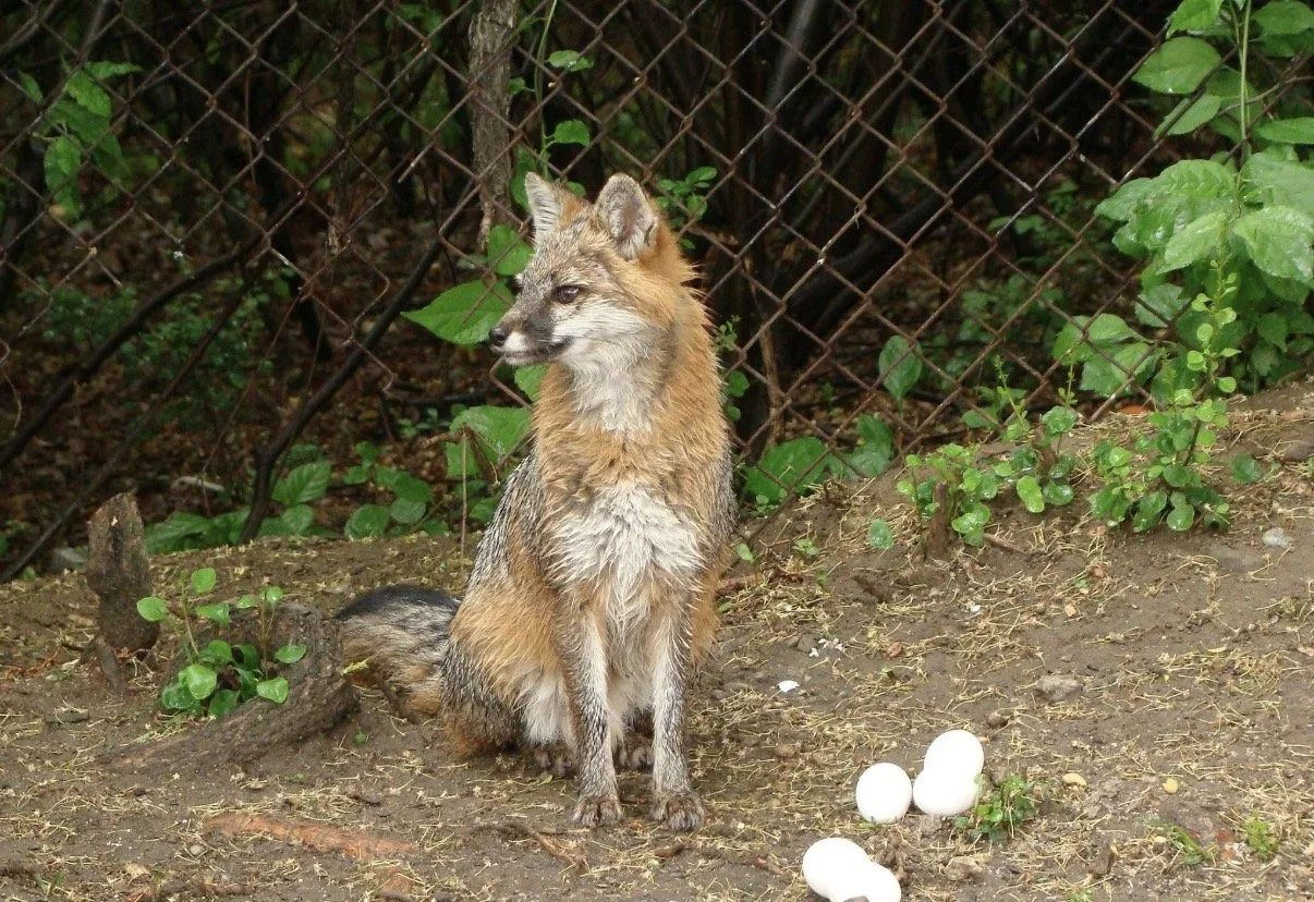 Fox looking to the side while sitting near a fence.