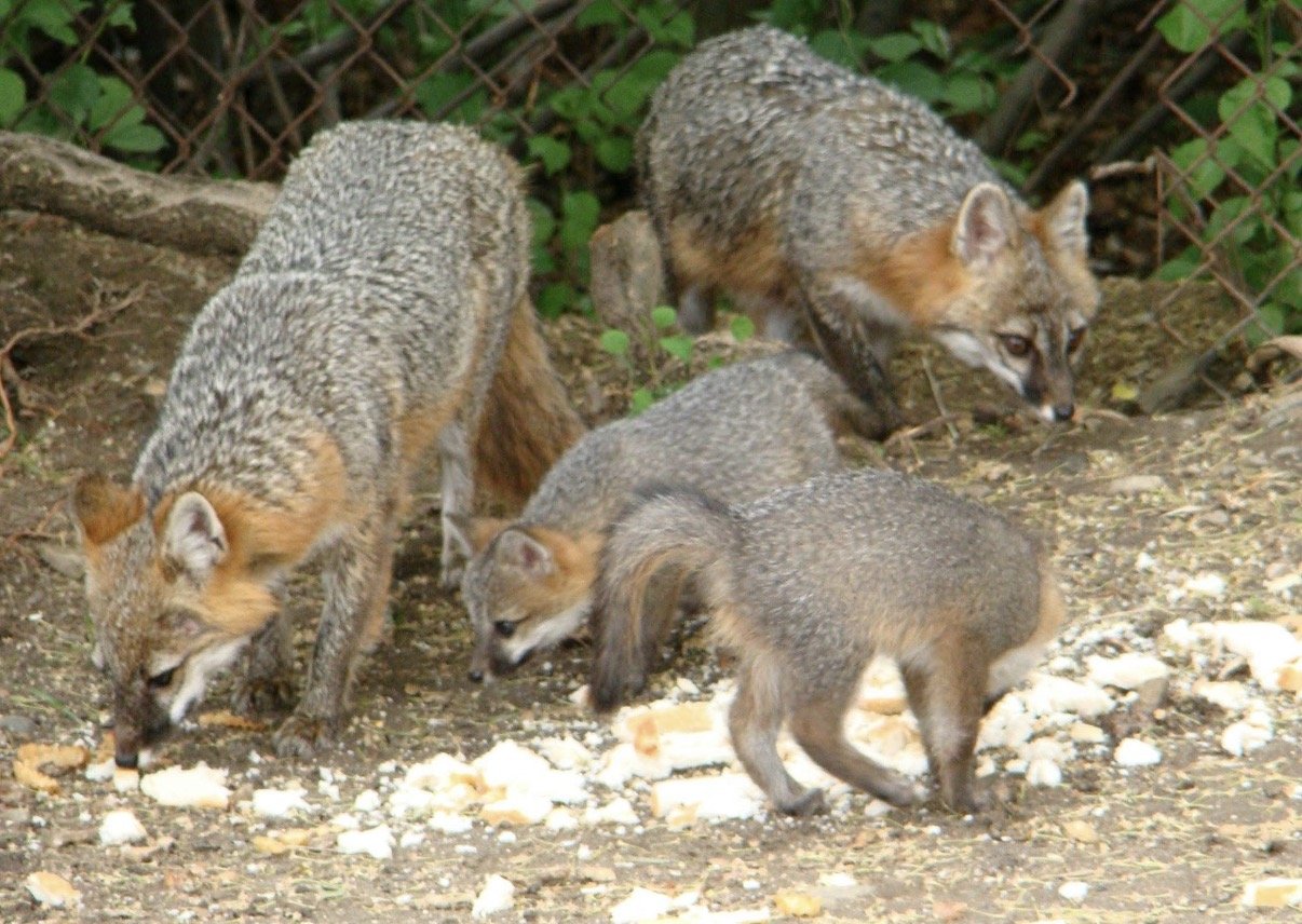 Three gray foxes gathered on rocky ground near a fence.