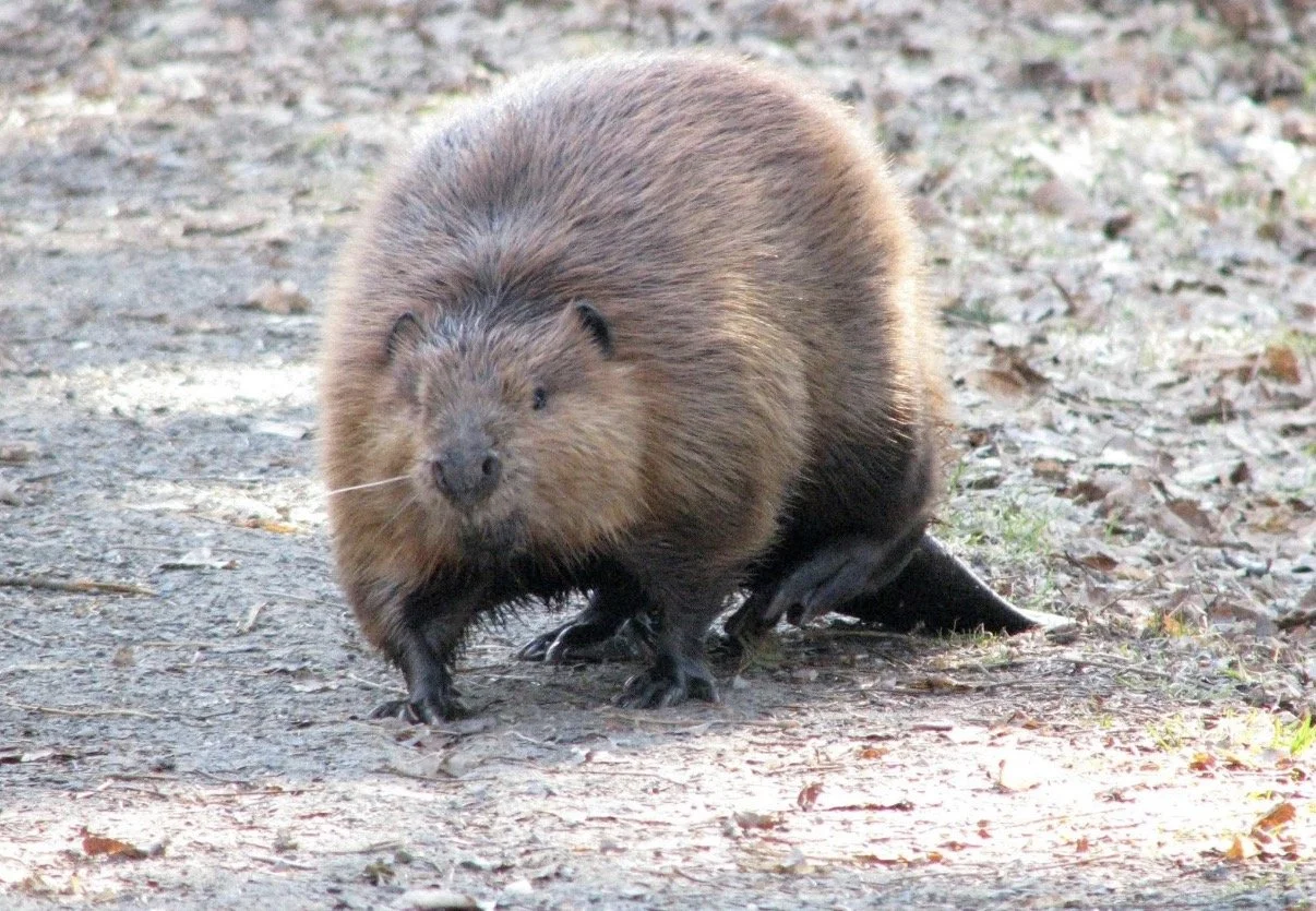 Beaver crouched on a gravel path.