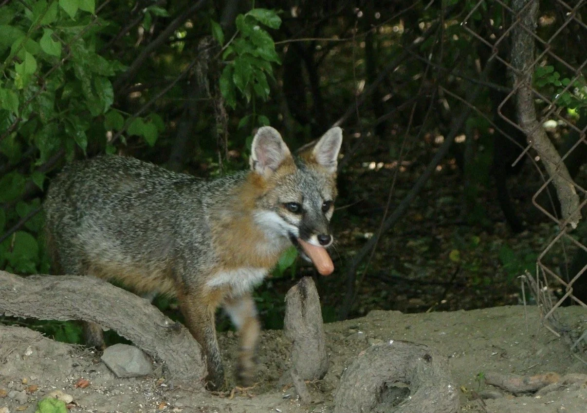 Gray fox standing among rocks and greenery with its tongue out.