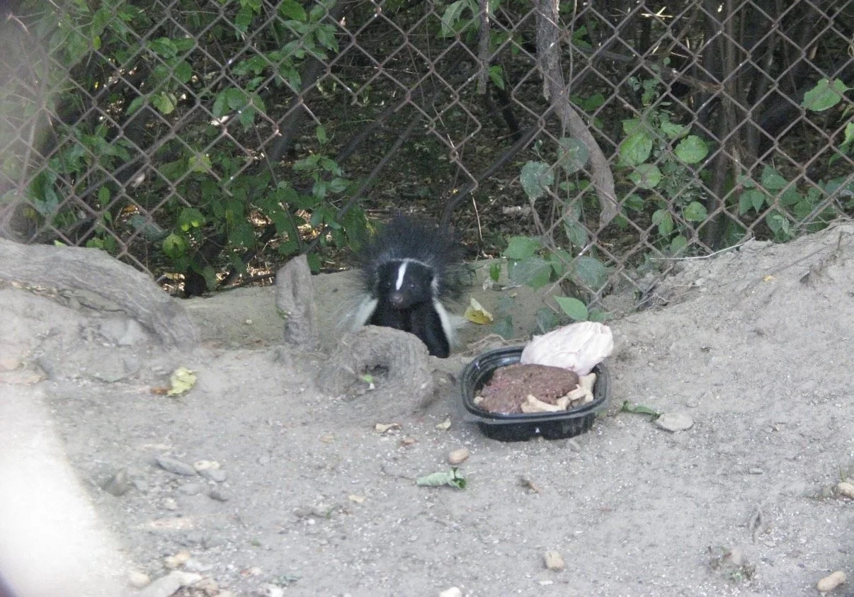 Black-and-white skunk near a feeding dish beside a fence.