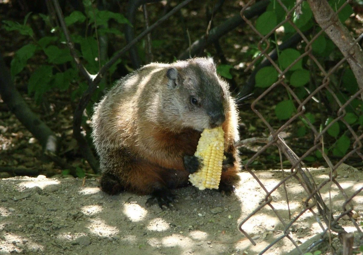 Groundhog holding and eating an ear of corn beside a fence.