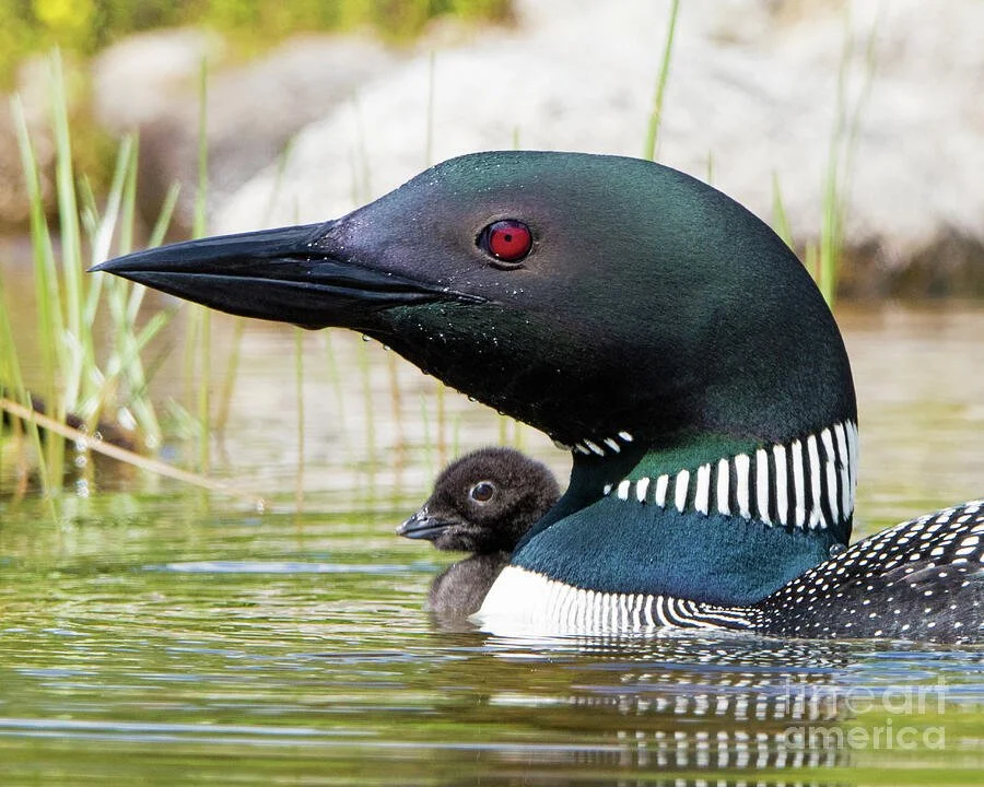 Maine wildlife photography — a common loon carrying its chick on a quiet lake.