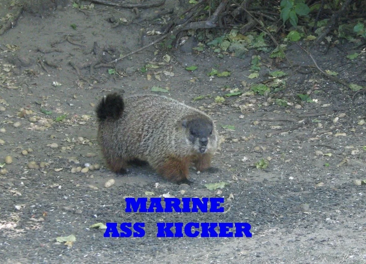 Groundhog photograph with blue text reading Marine Ass Kicker.
