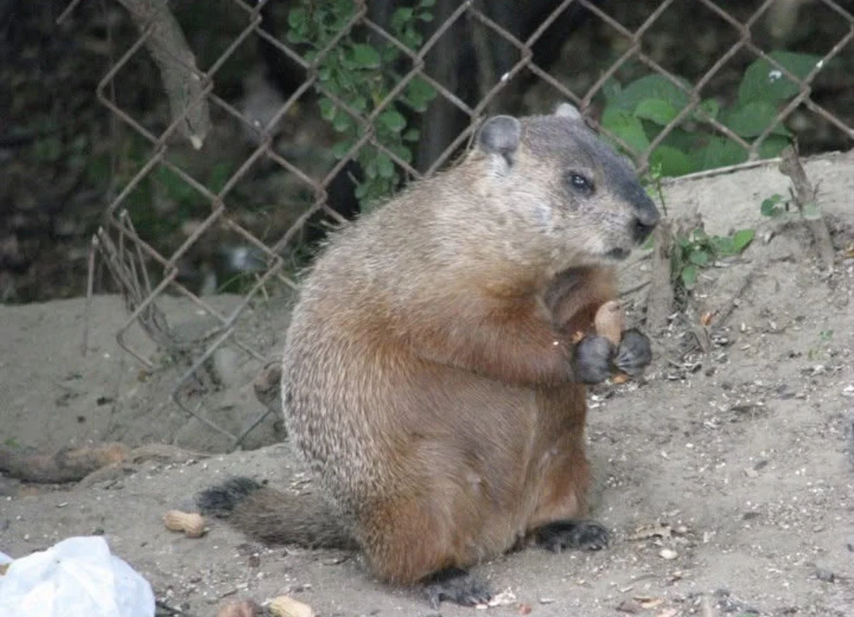 Groundhog sitting upright and holding food near a fence.