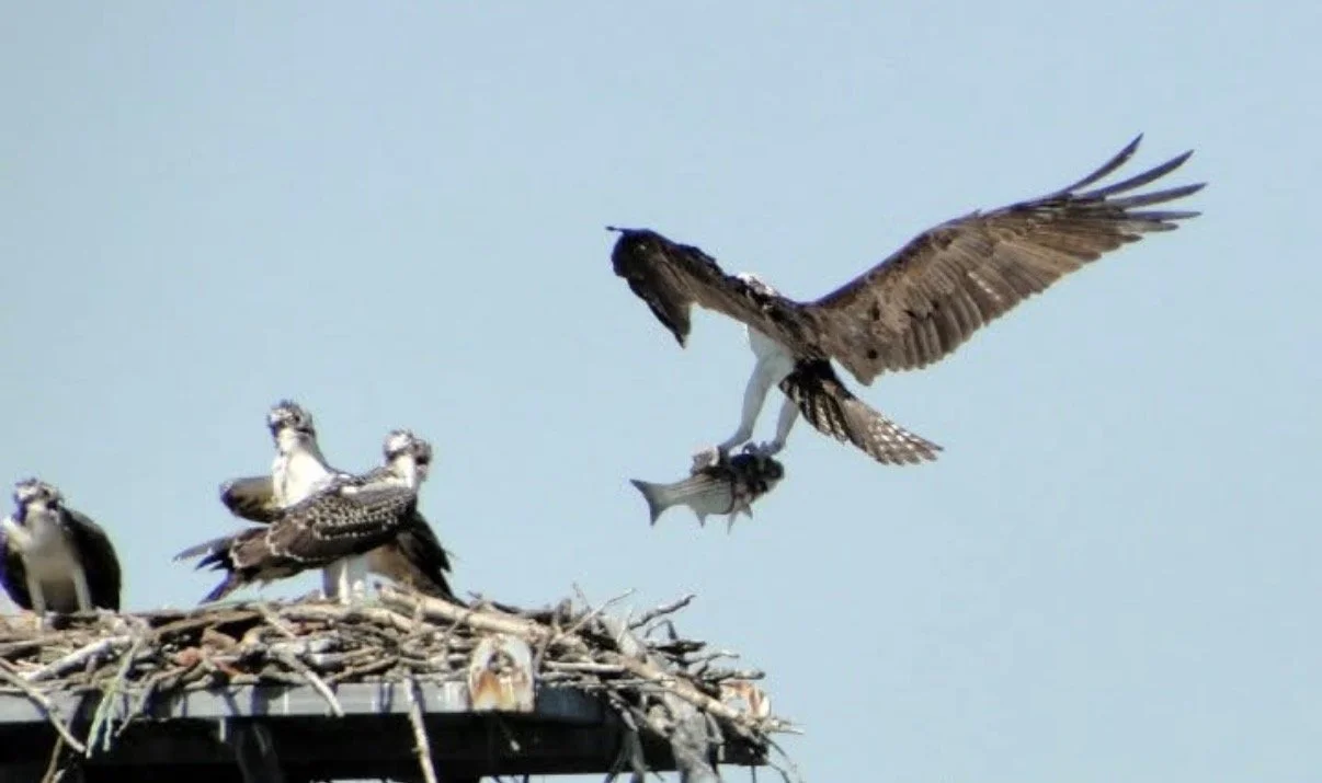 Large bird carrying a fish toward a nest with other birds.