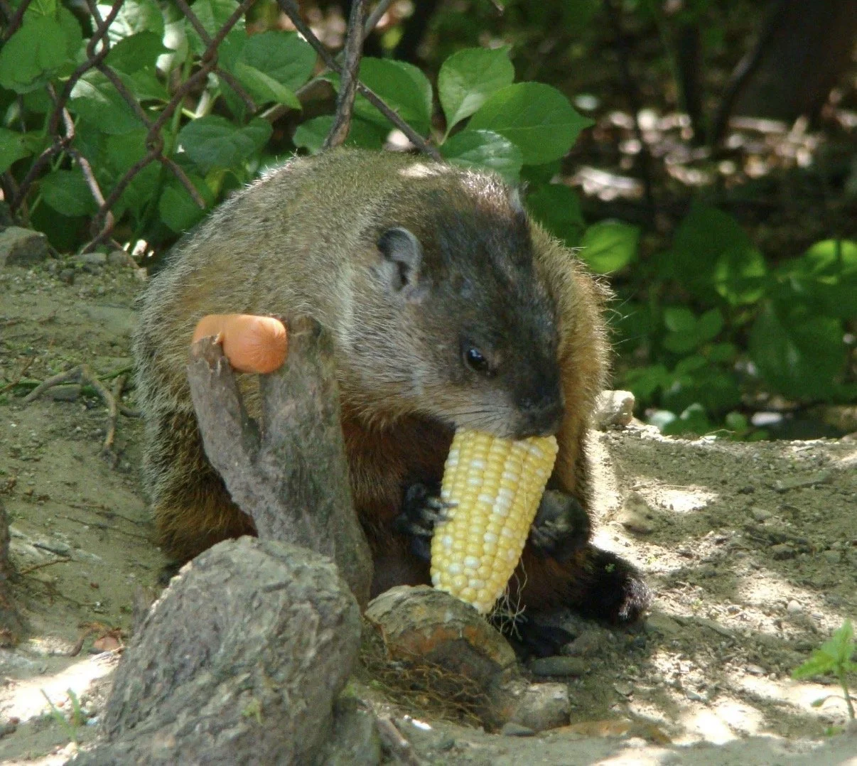 Groundhog beside an ear of corn and a small carrot.