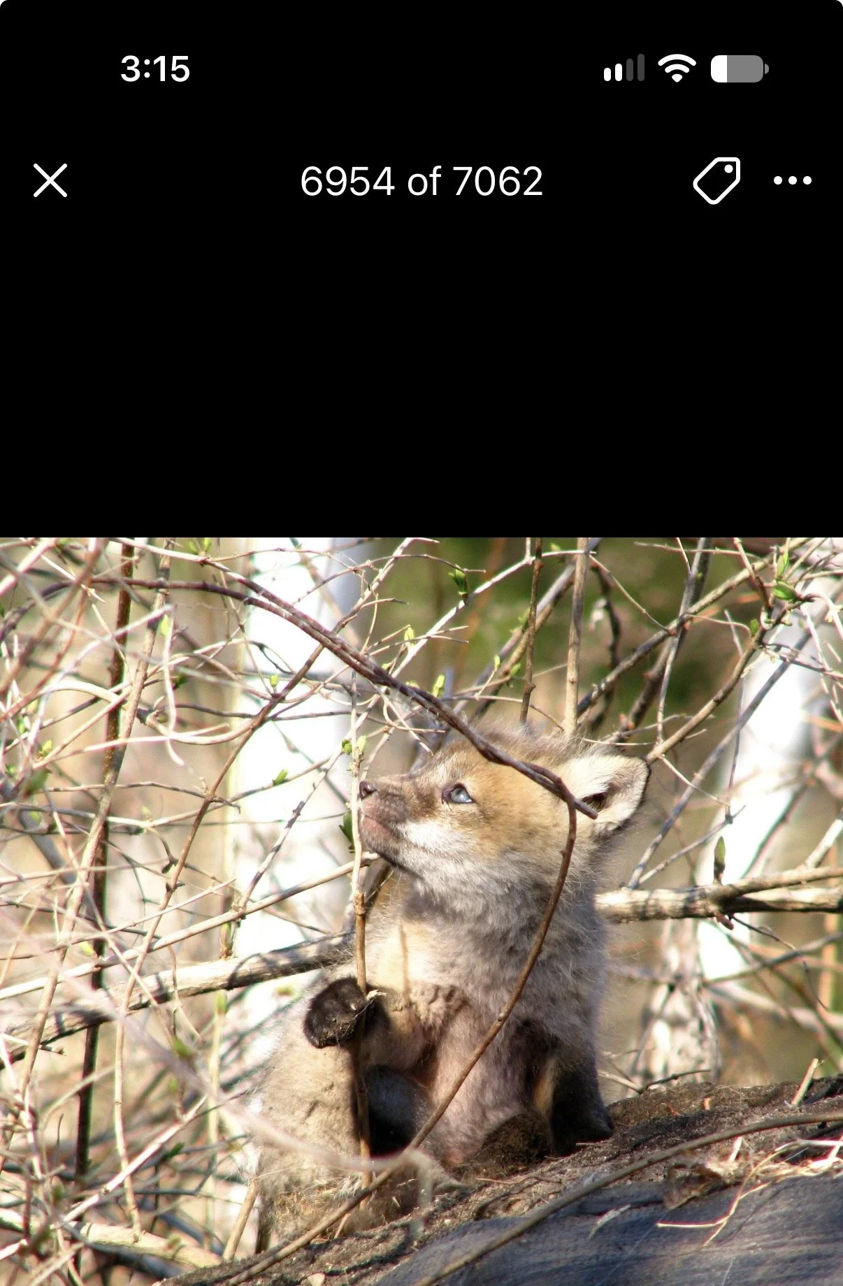 Phone screenshot showing a small fox among branches.