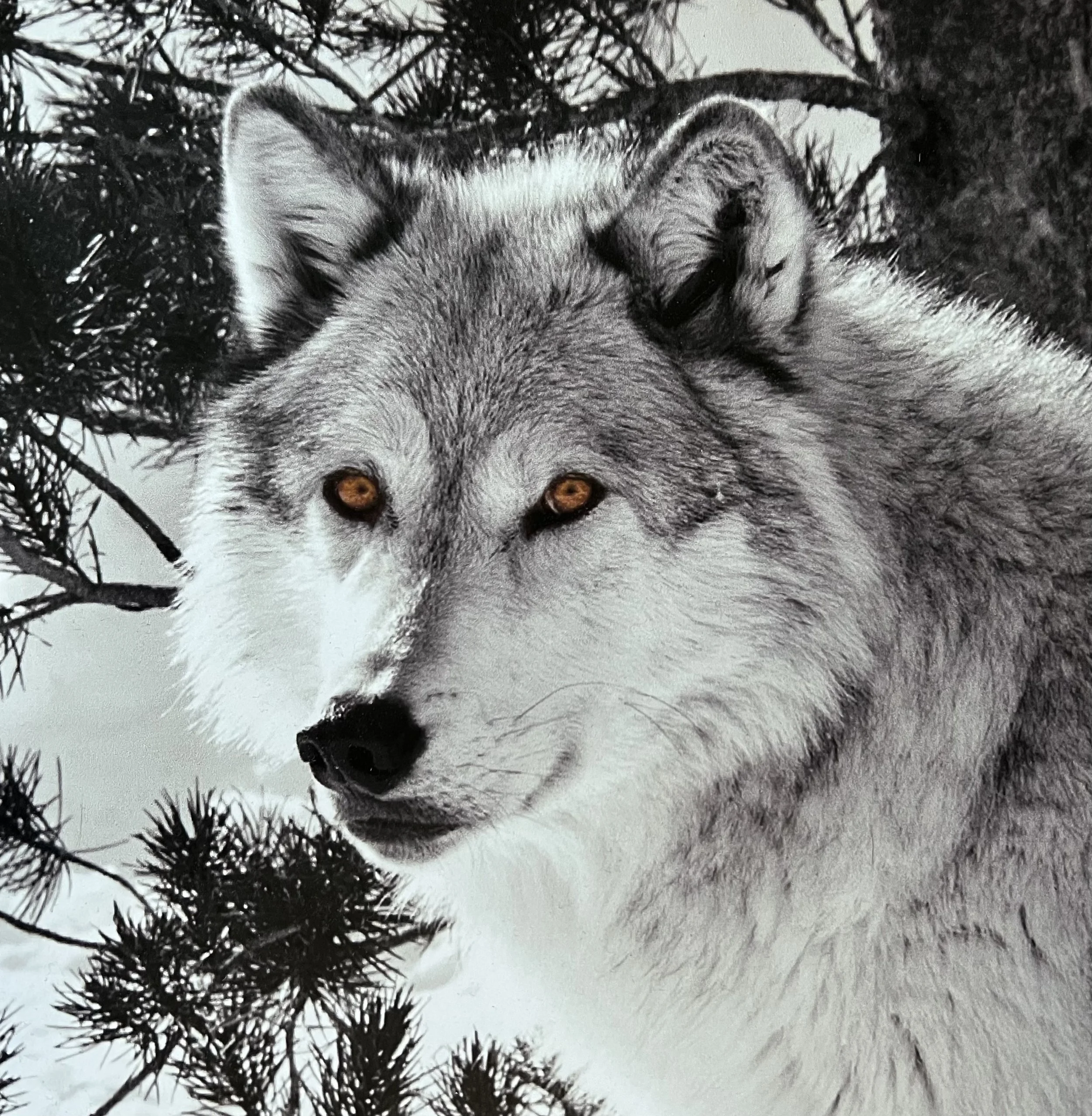 Gray wolf with amber eyes among evergreen branches, photographed by Lloyd W. Alexander.