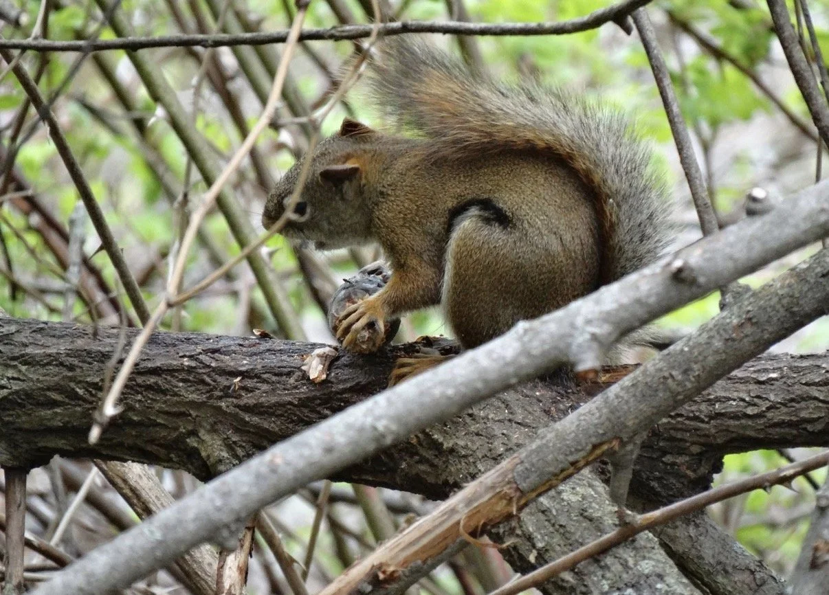 Chipmunk perched on a branch beside a chain-link fence.