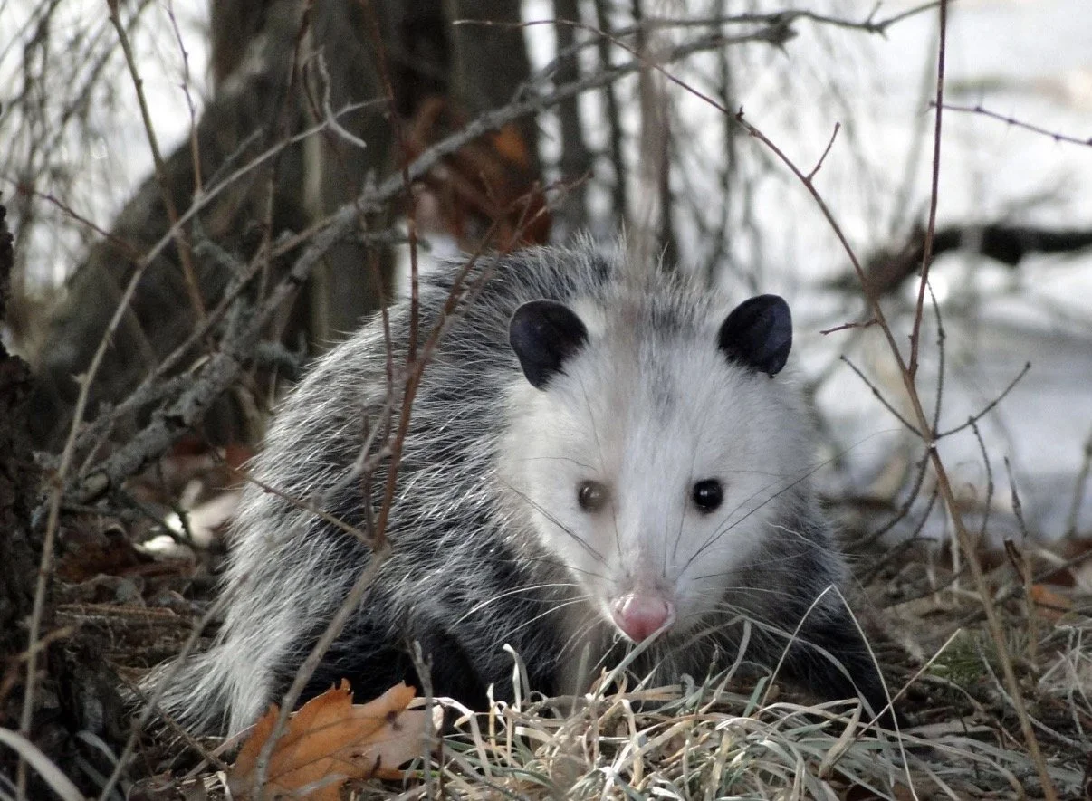 Opossum among branches and dry grass beside snow.