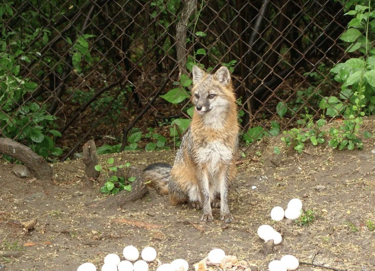 Fox sitting beside a fence with white objects on the ground.