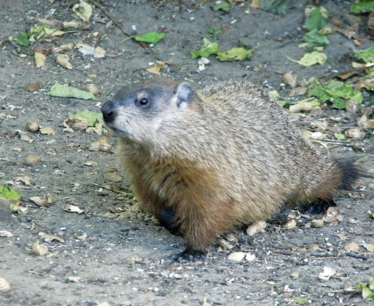 Groundhog sitting on gravel among scattered leaves.