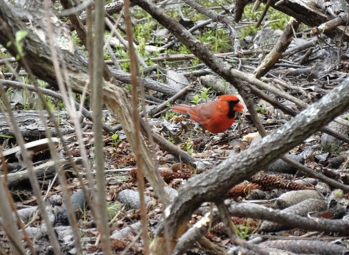Red bird perched among tangled woodland branches.