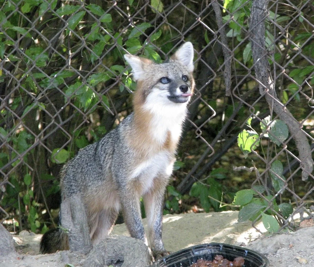 Gray fox sitting upright beside a chain-link fence.