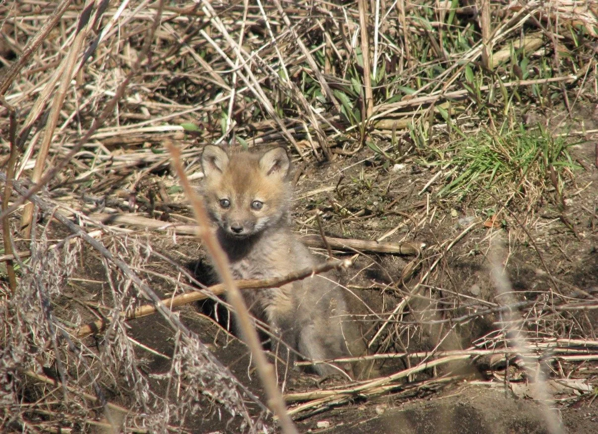 Young fox peering out from a brush-covered den.