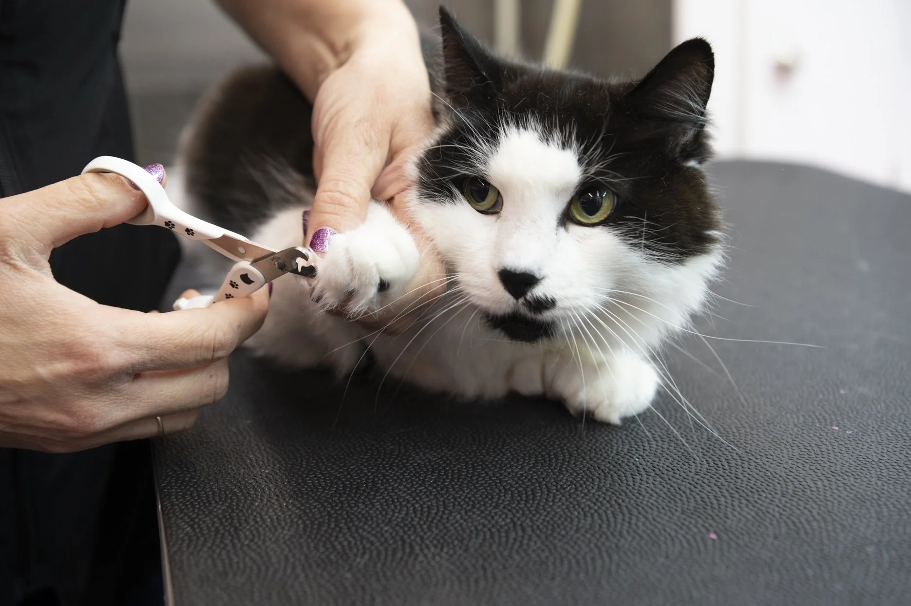 Close-up of a cat having its nails trimmed by a professional, highlighting gentle pet care during a Jacksonville Florida grooming and portrait experience