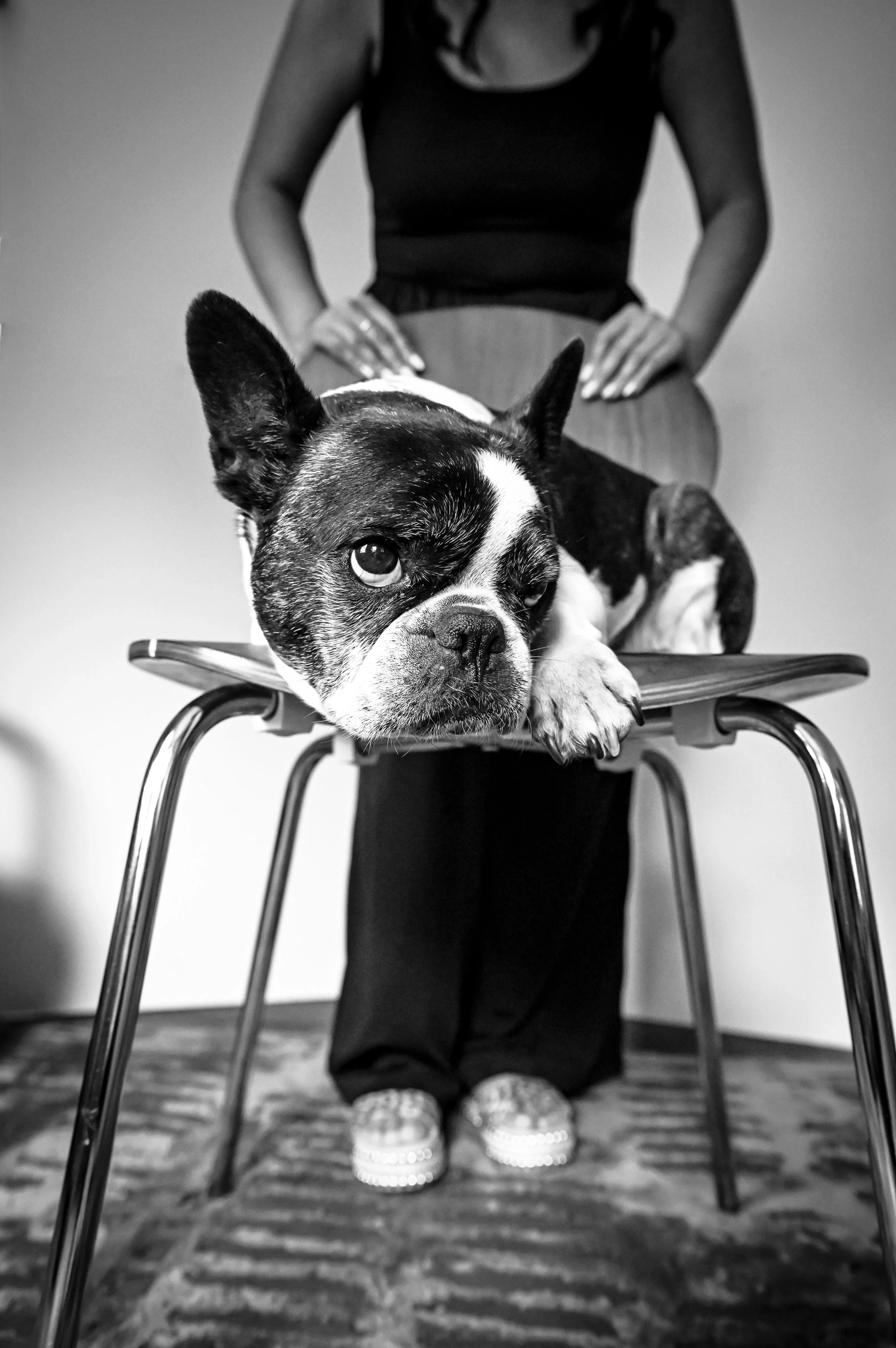 Black and white studio portrait of a French bulldog resting on a chair, captured by a Jacksonville FL pet photographer focusing on expressive, fine art pet photography