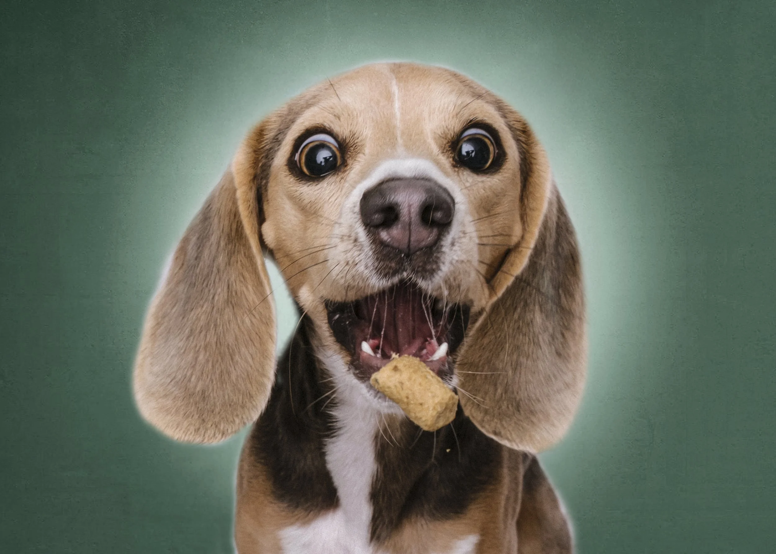 Close-up portrait of a happy dog catching a treat, photographed by a Jacksonville Florida pet photographer known for capturing personality and playful expressions