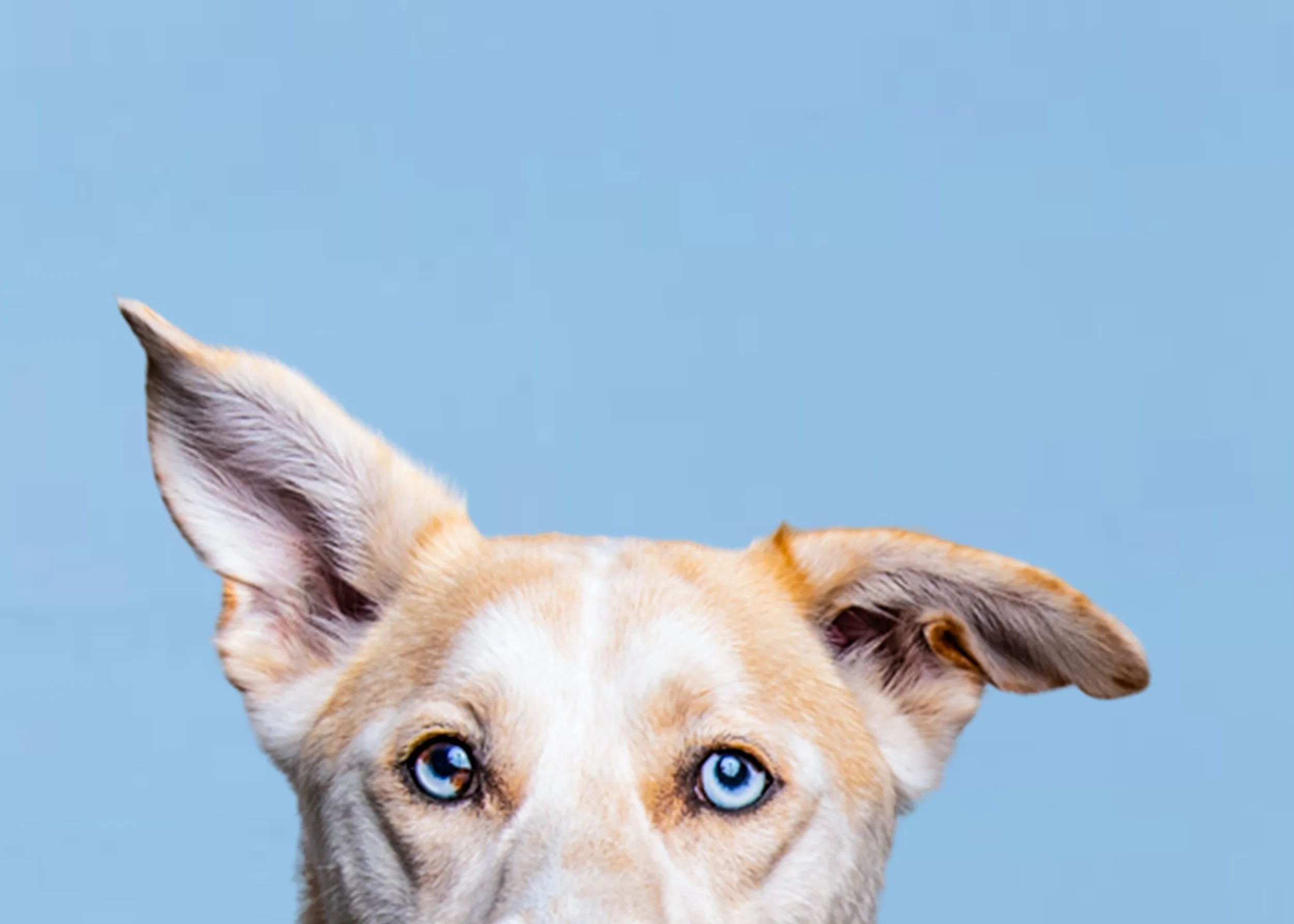 Close-up portrait of a dog with striking blue eyes against a soft blue background, photographed by a Jacksonville Florida pet photographer specializing in expressive pet portraits