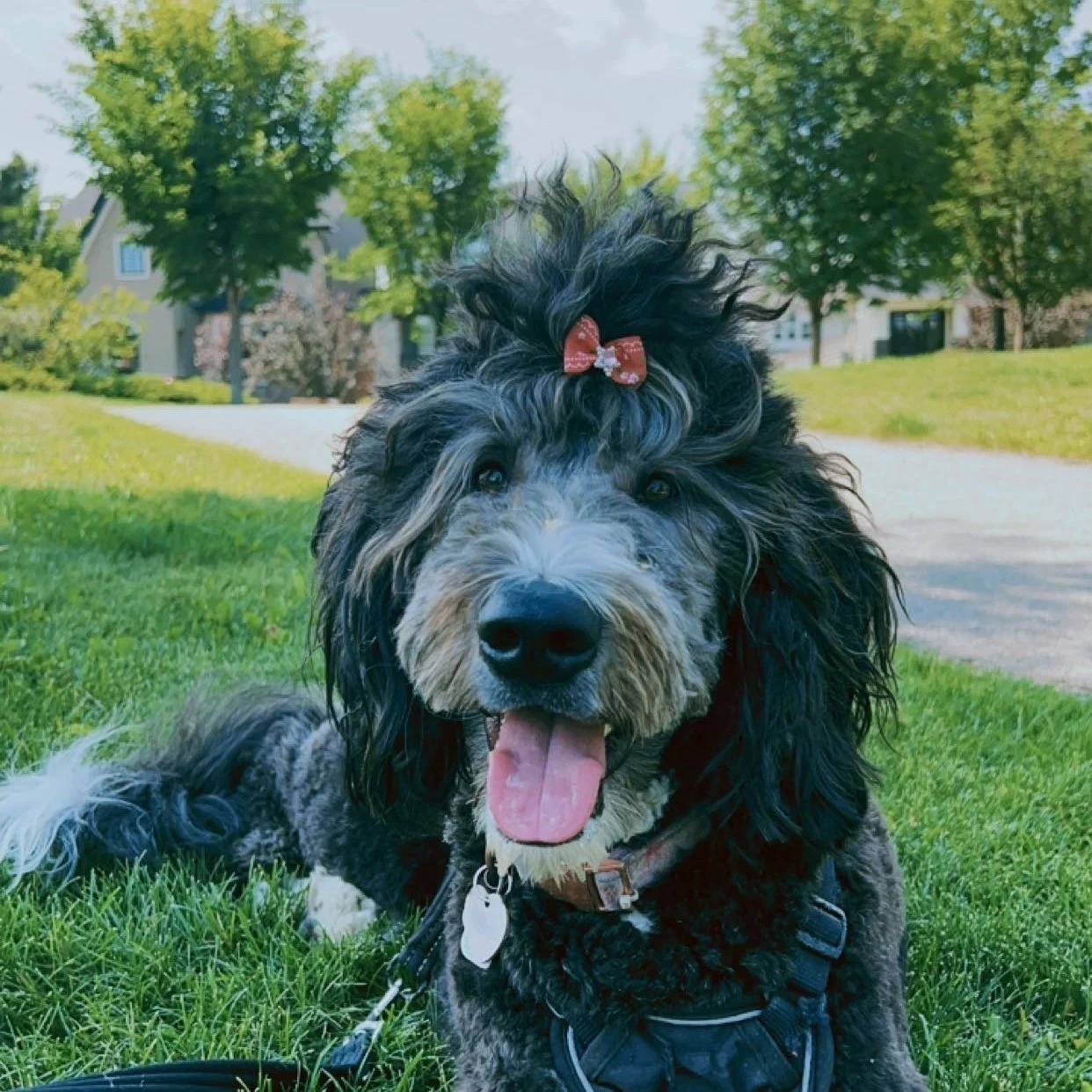 Smiling dog with a bow on its head lying on the grass in a park.