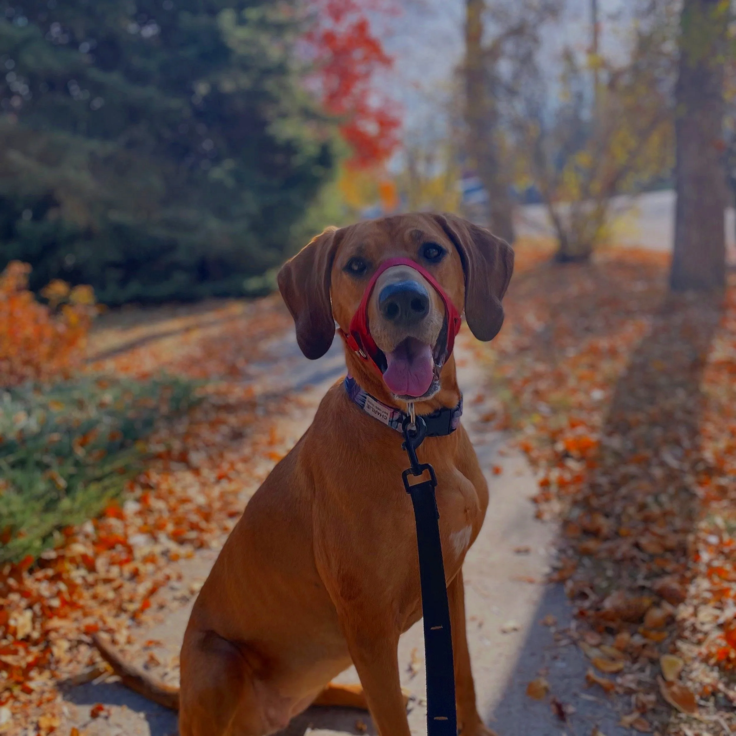 A brown dog with a red harness sitting on a sidewalk in a park during fall, surrounded by colorful autumn leaves.