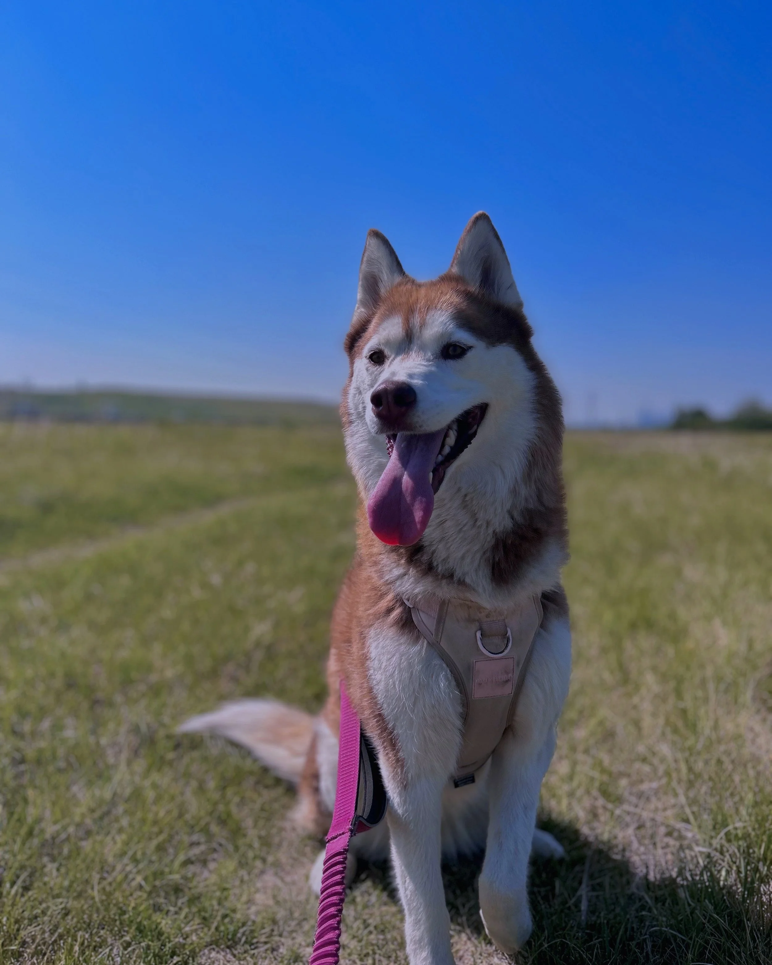 Siberian Husky sitting on grass with a harness and leash, tongue out, under a clear blue sky.