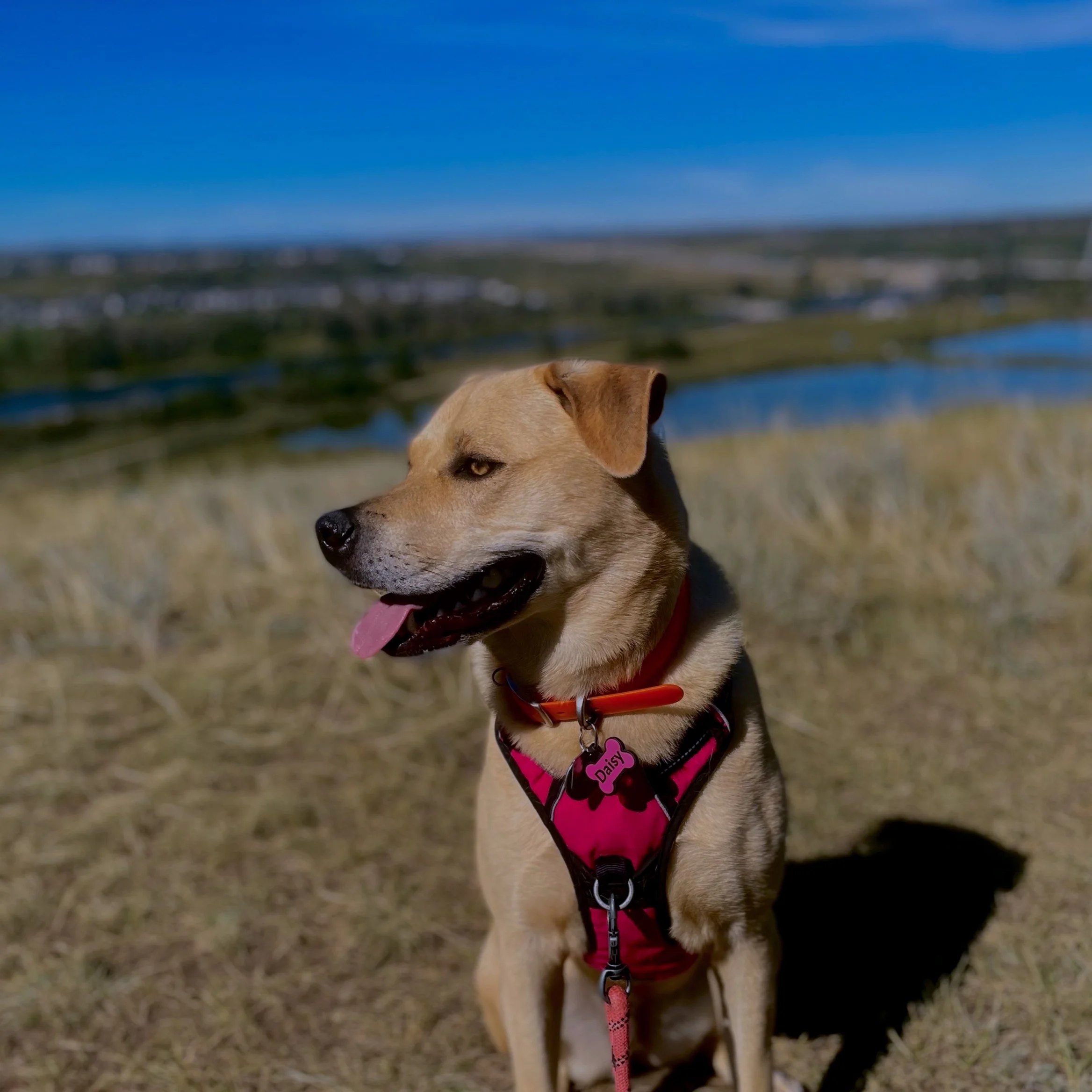 Dog with a pink harness on a grassy hill with a scenic landscape in the background.