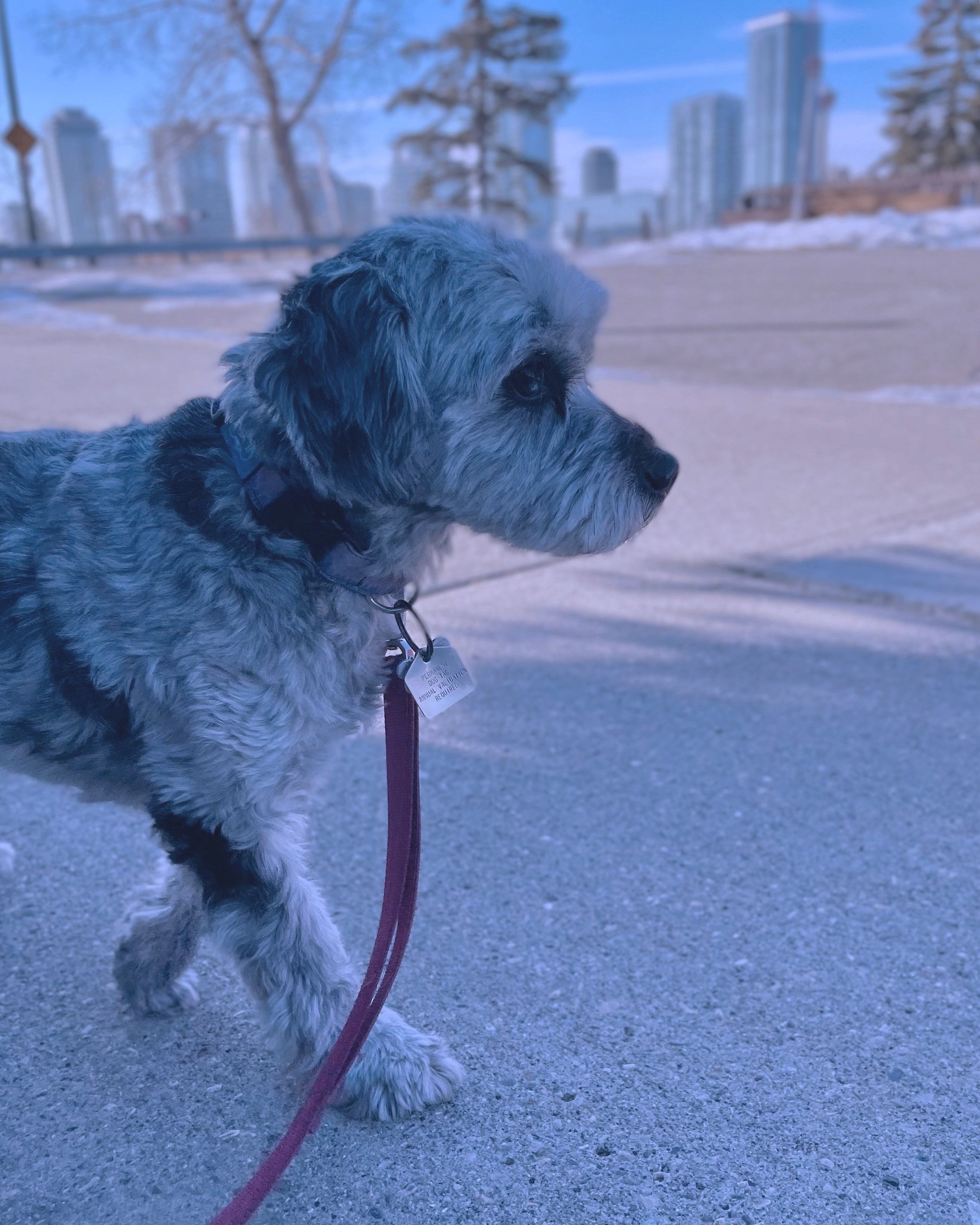 A small dog with a thick, curly coat on a red leash walking on a sidewalk, with city buildings and leafless trees in the background.