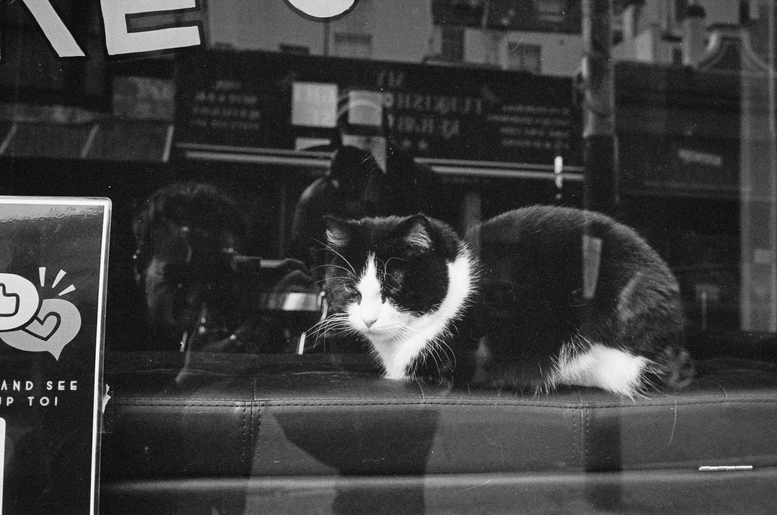 A black and white cat with a white face and paws is sitting on a cushioned surface, looking downward. The background shows reflection of the street through a window, with a sign and buildings visible.
