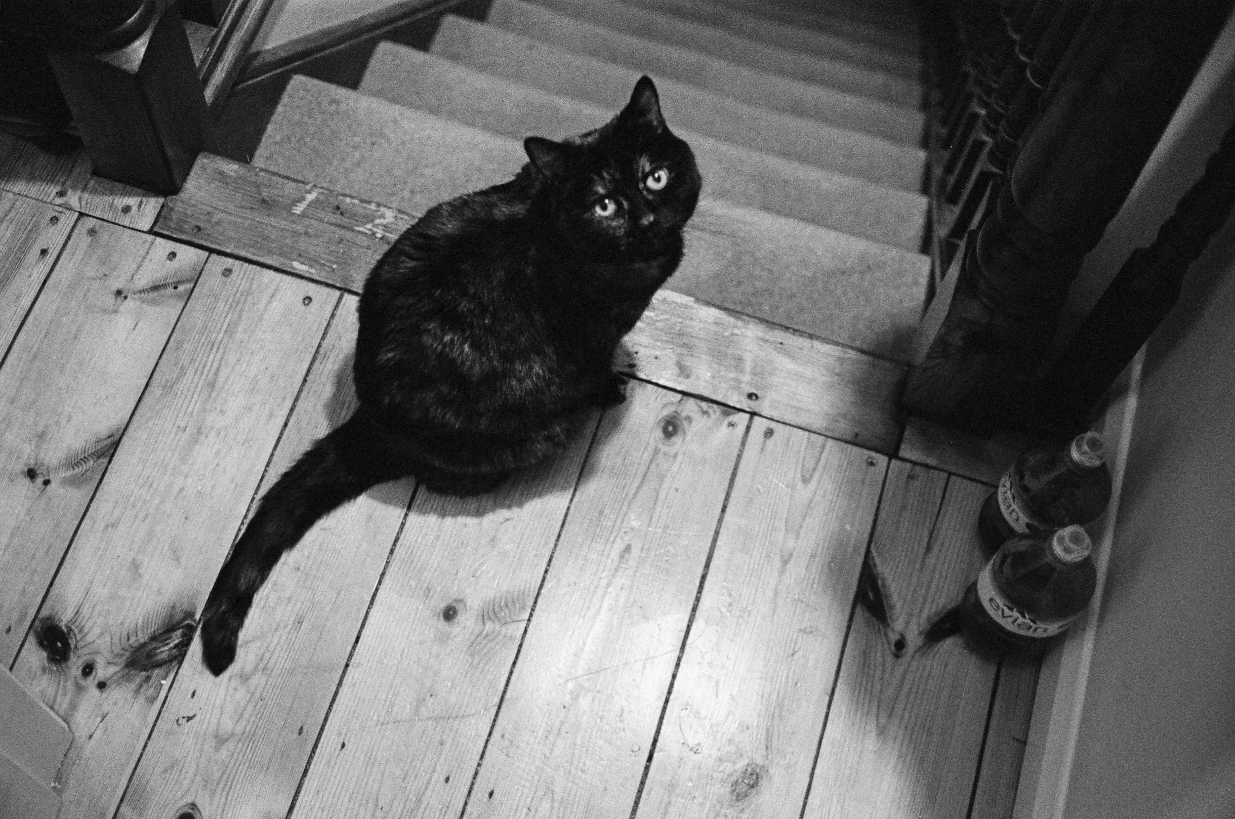 A black cat sitting on a wooden floor at the edge of a staircase looking up at the camera. Two bottles are present near a wall in the corner.