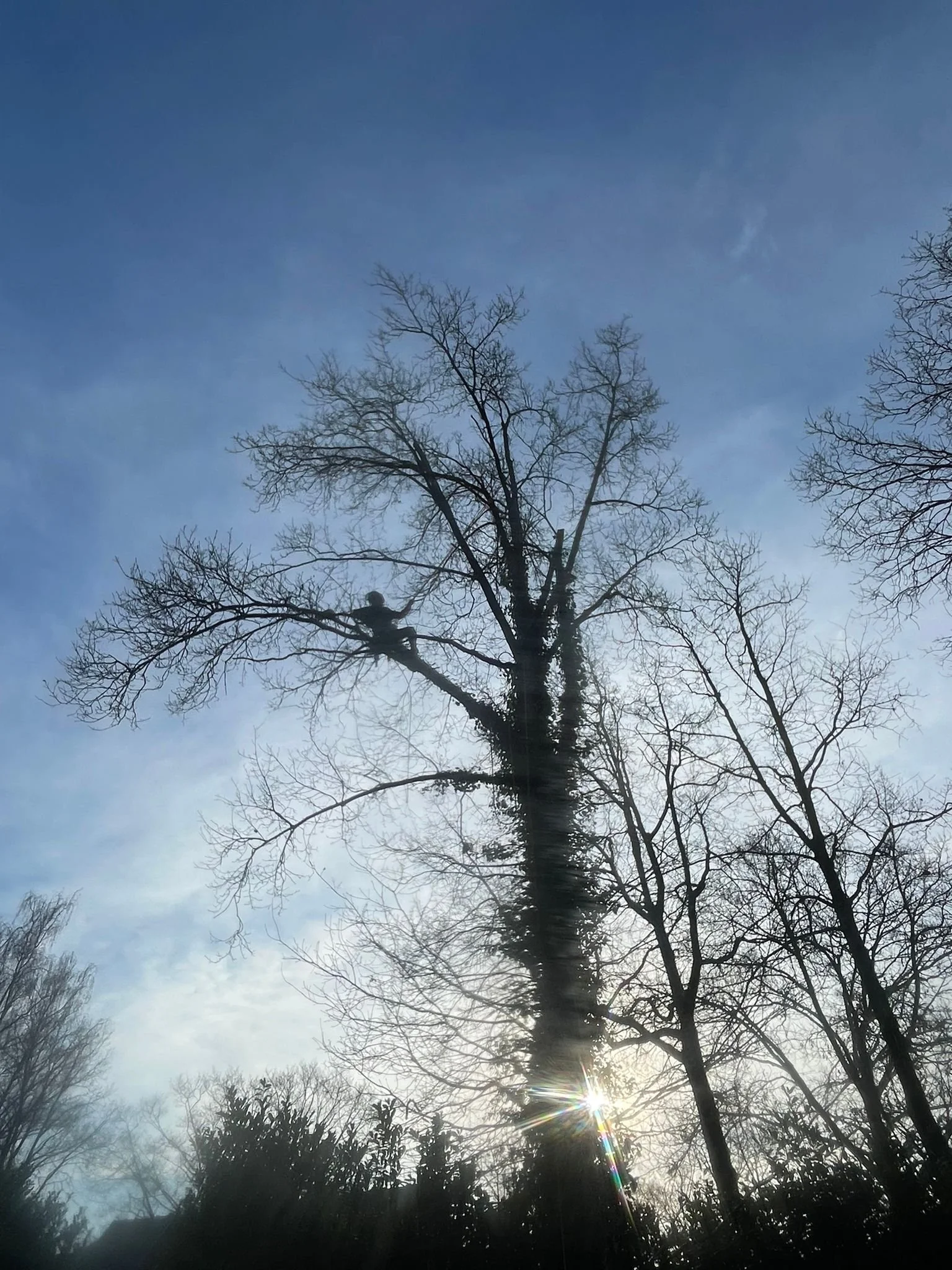 arborist in een eik
