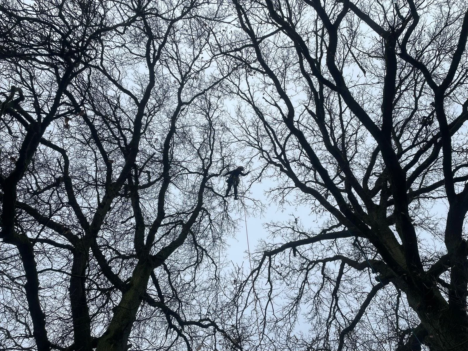 boomverzorger steekt over van boom tot boom