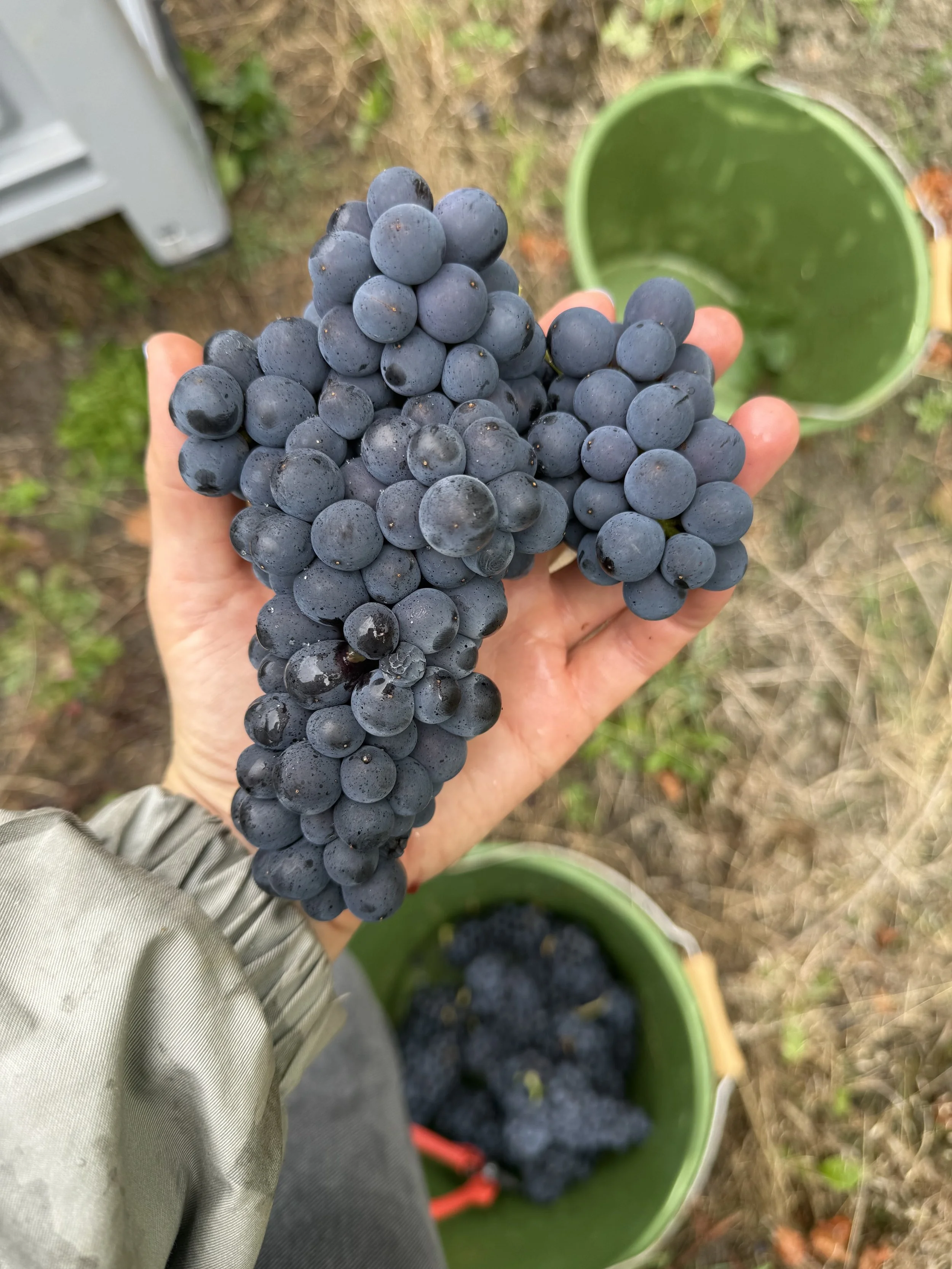 A person holds a bunch of dark purple grapes above a green bucket filled with more grapes. The setting appears to be outdoors on a dirt ground.