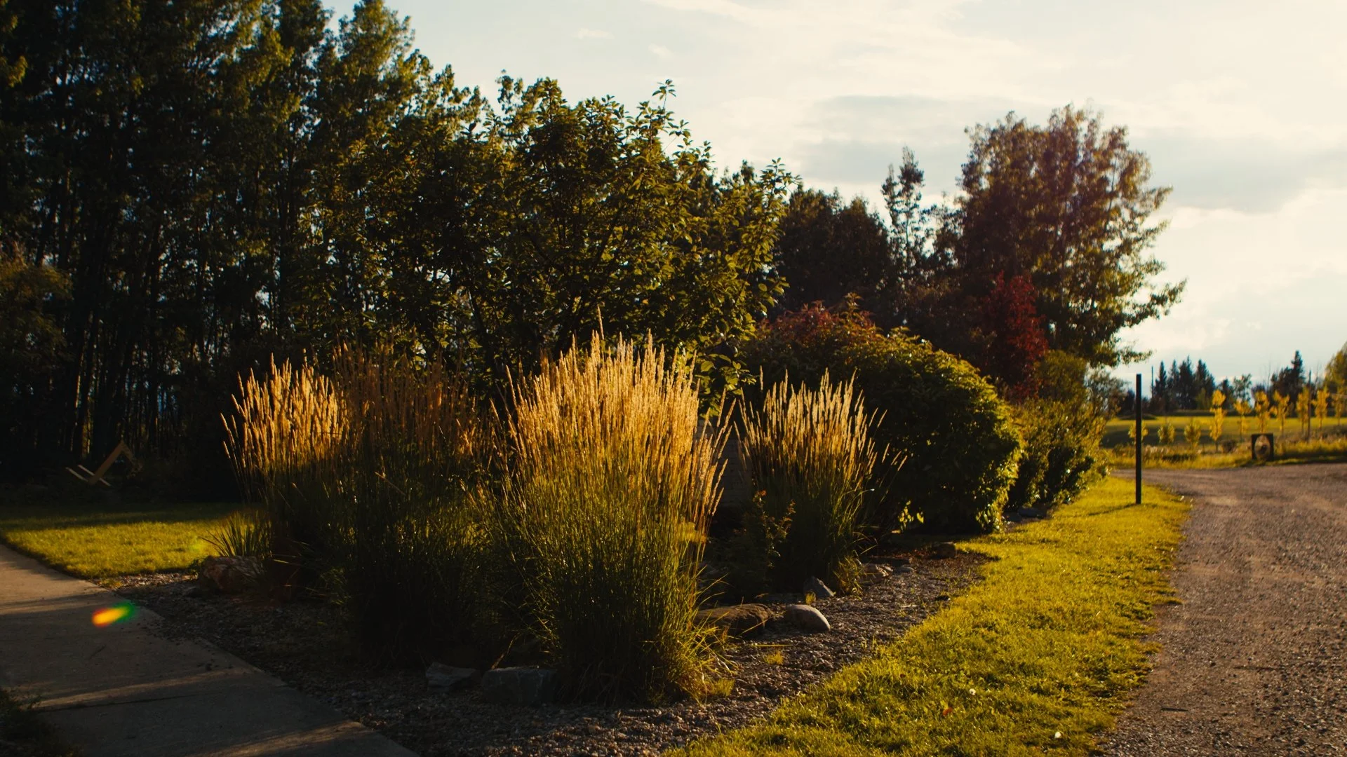 A garden with tall ornamental grasses illuminated by sunlight, alongside a paved sidewalk and a gravel pathway, with trees and open sky in the background.