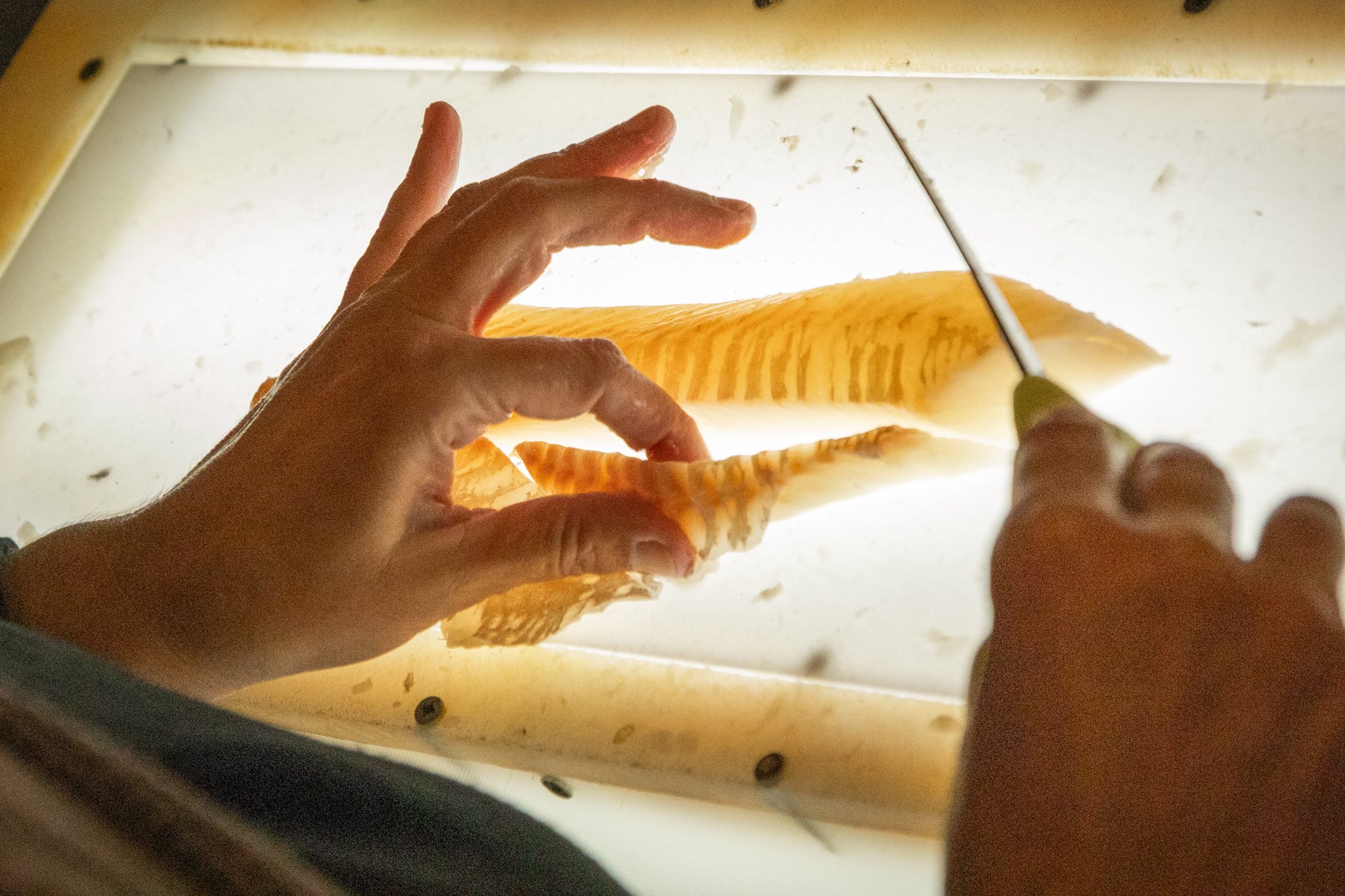 Peng_Community on a Plate002.jpg