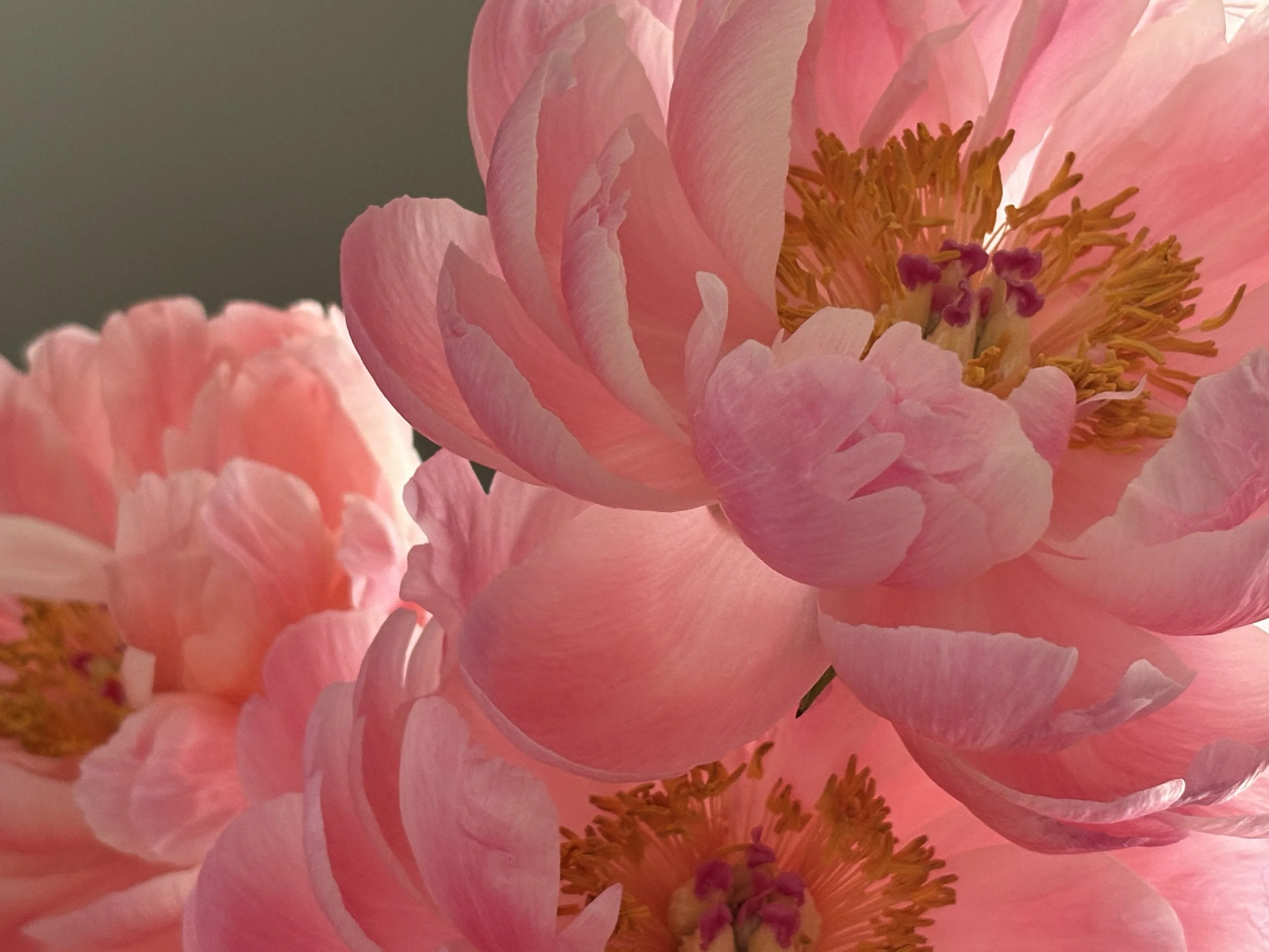 Sense of SMELL