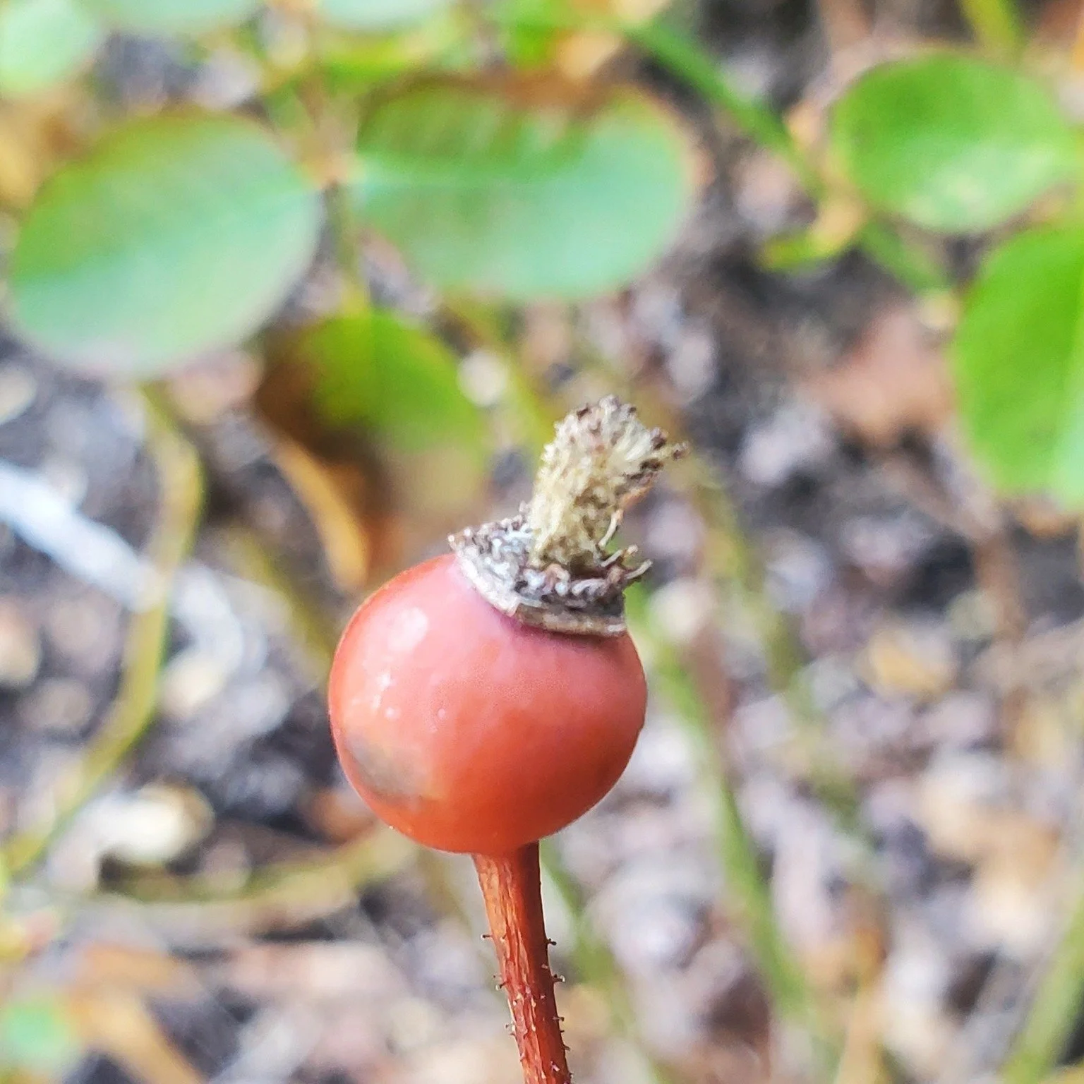 Vernal Equinox // Spring 2026

A moment to restore, to renew, to be reborn into the light. 
Today marks a shift in season (not weather).

We come into balance, a sense of equilibrium as we restore our own inner balance to match the harmony of Earth's