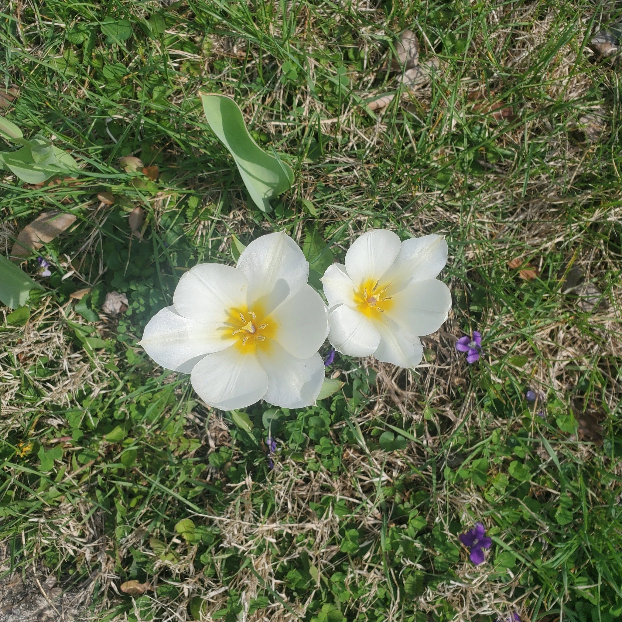 ASTEYA // NON-STEALING

You are not your thoughts. 
You are not what happens around or to you.

Don't allow your thoughts of the past or worries for the future steal from this moment.

Connect to your breath. Anchor yourself to presence.

When you fo