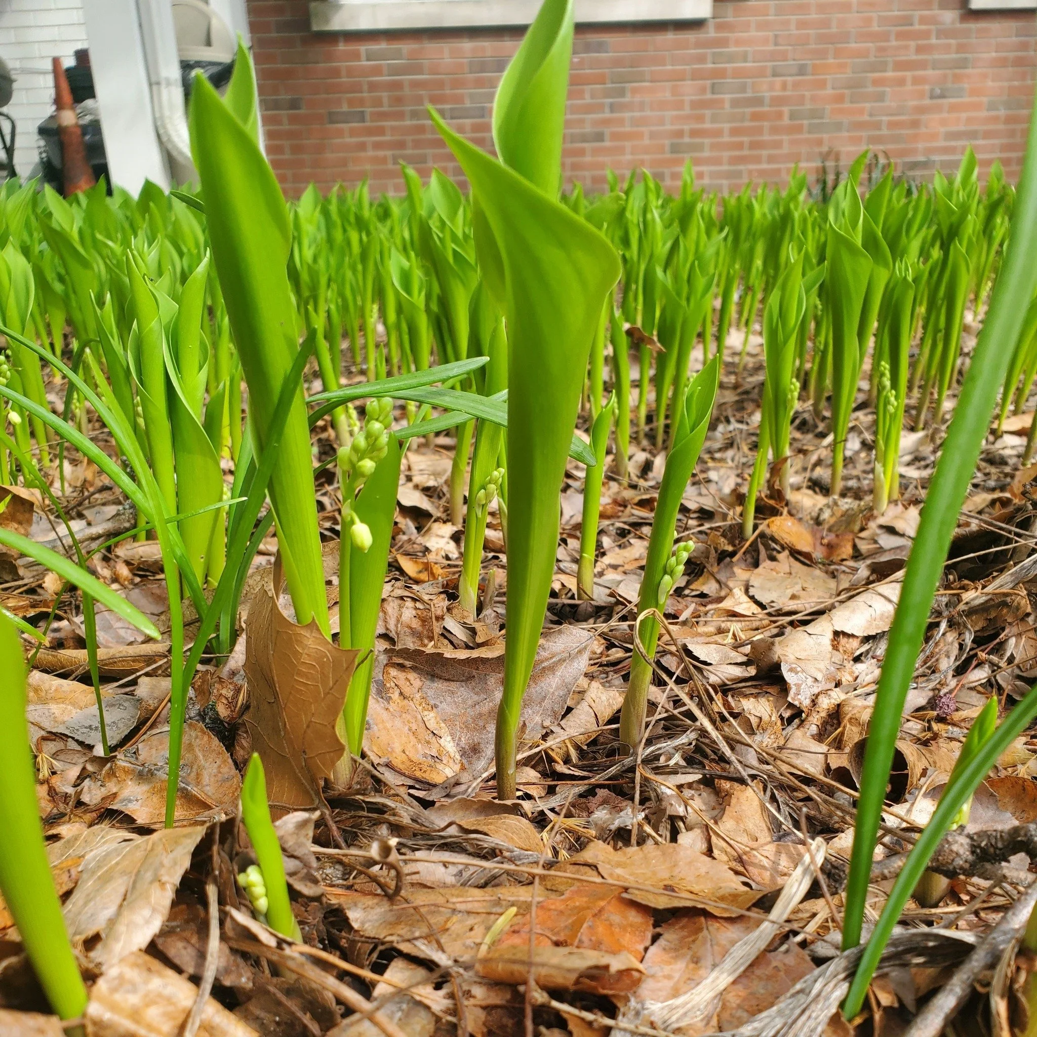 Lillies of the Valley

The most aromatic flower I've encountered!

What a delight to stumble upon them on church grounds today!
Happy Thursday Spring lovers! #lovers‼️ #springequinox #springflowers #lilliesofthevalley🌱