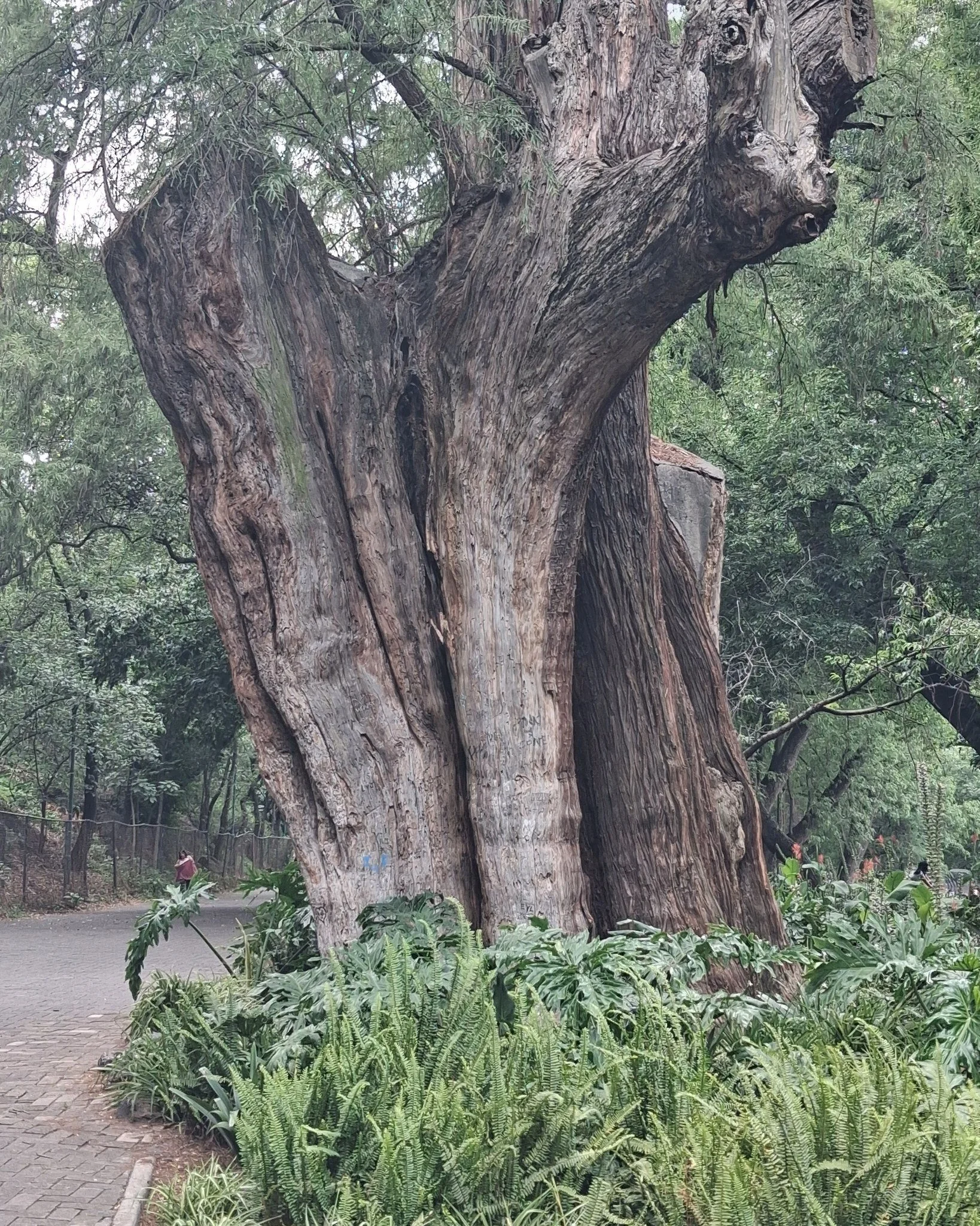 CDMX 2026

We spent the day walking the city! Exploring a chocolate shop, the main thoroughfare- El Paseo de la Reforma and exploring Chapultapec Park (way bigger than Central park)Park.

We got rained on which made it more of an adventure!

Guiding 