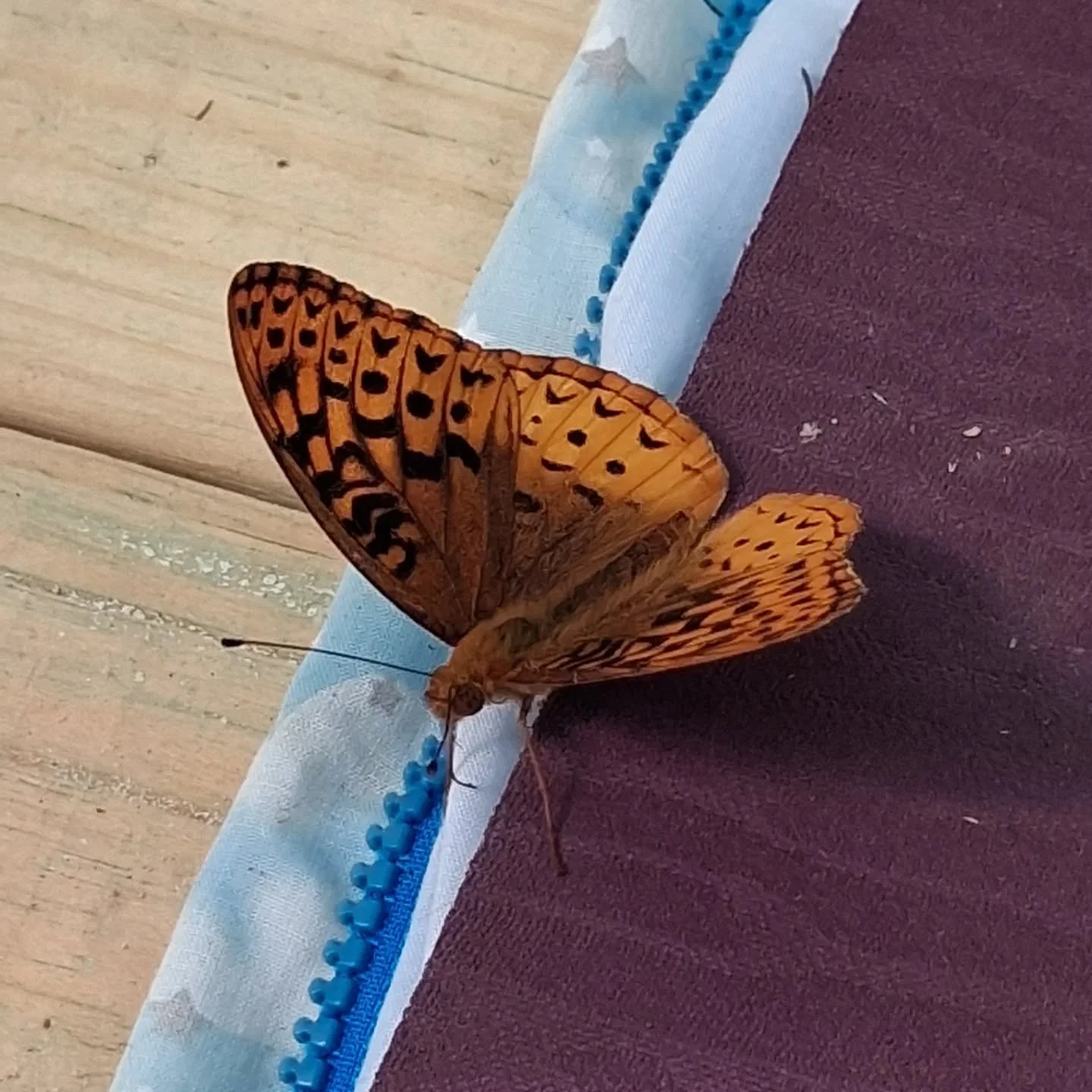 Butterfly magic in the meadow at @madcow_movement 

Pure bliss in the stillness of awe and wonder!

Thank you for the messages sent by nature on this solitude quest!

Healing through clearing the mind, breaking the routine, seeing a new perspective a