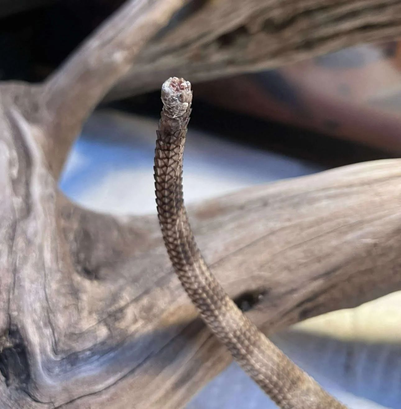 Sweet Amyra heads to the vet tomorrow and we could really use your support. 🫶❤️&zwj;🩹

Amyra and Caulson were rescued from a small, poorly kept tank. Sadly, Amyra came to us with tail rot likely from aggression, dirty conditions, or both. Thanks to