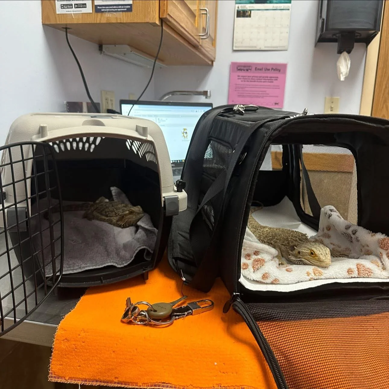 Two happy updates from today&rsquo;s vet visit! 🦎❤️

Amyra &amp; Caulson (our bonded rescues from last month) had their checkups today, and both are doing wonderfully.

✨ Caulson surprised us. Turns out he is actually a she! She&rsquo;s perfectly he