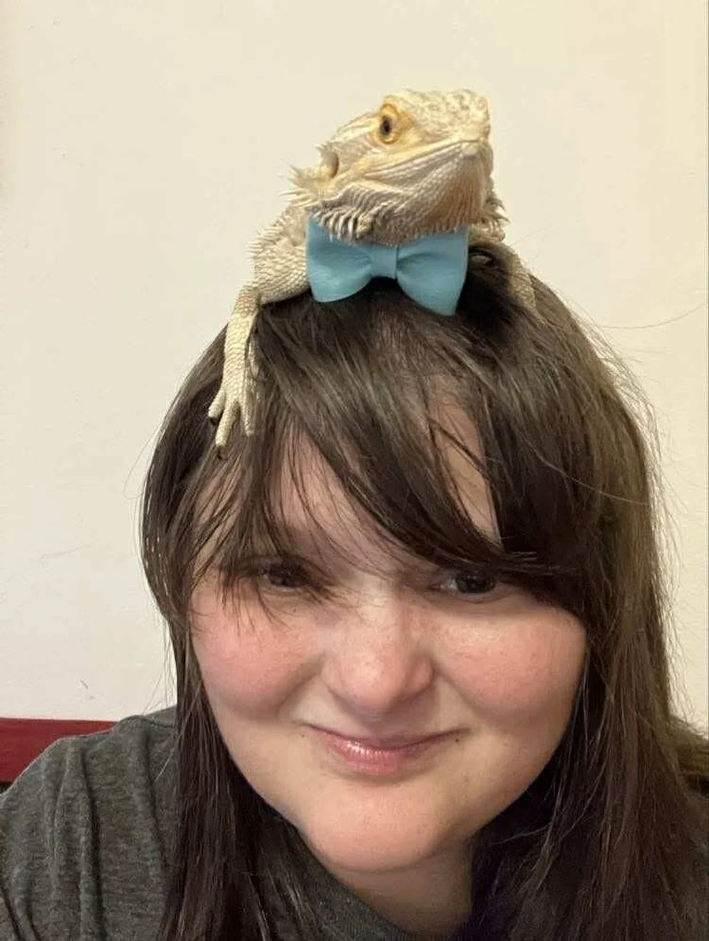 Our handsome bearded dragon Caulson has officially been adopted&hellip;..by his very own foster parent! 💙

Caulson came into our care alongside his tank mate he was co habbing with, Amyra, just over a month ago. With the help of his foster parent&rs