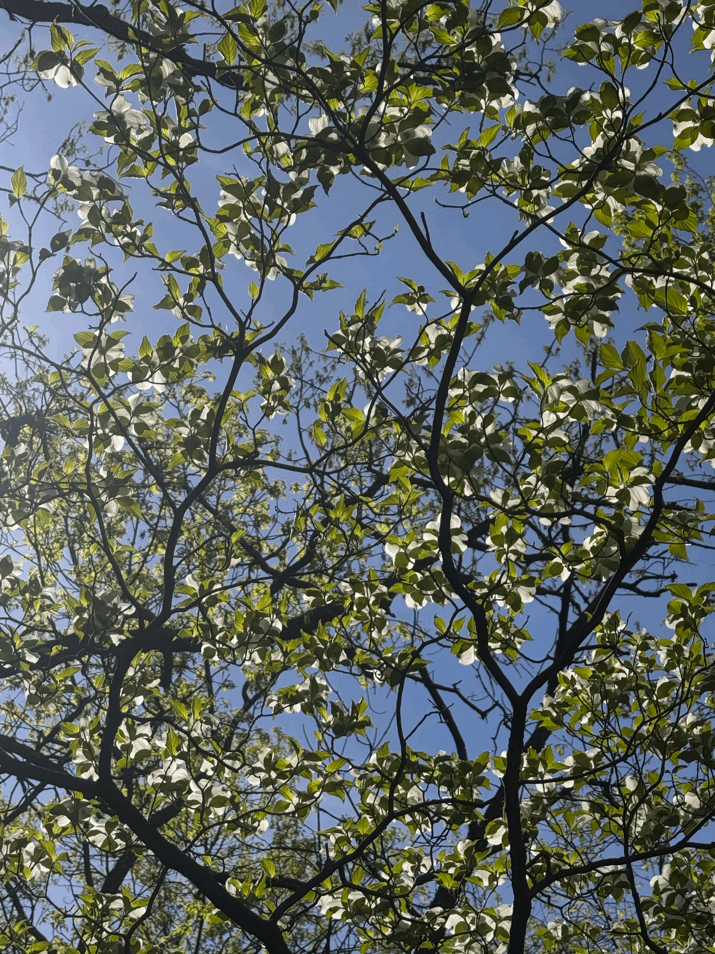 Title: To Be Announced