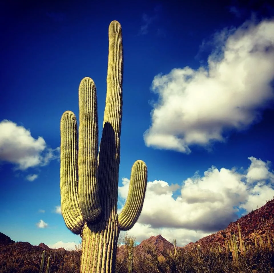 az 1 .jpg